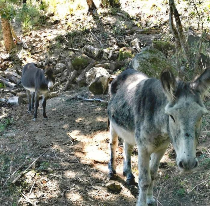Studio Les Cadichons de la Grange