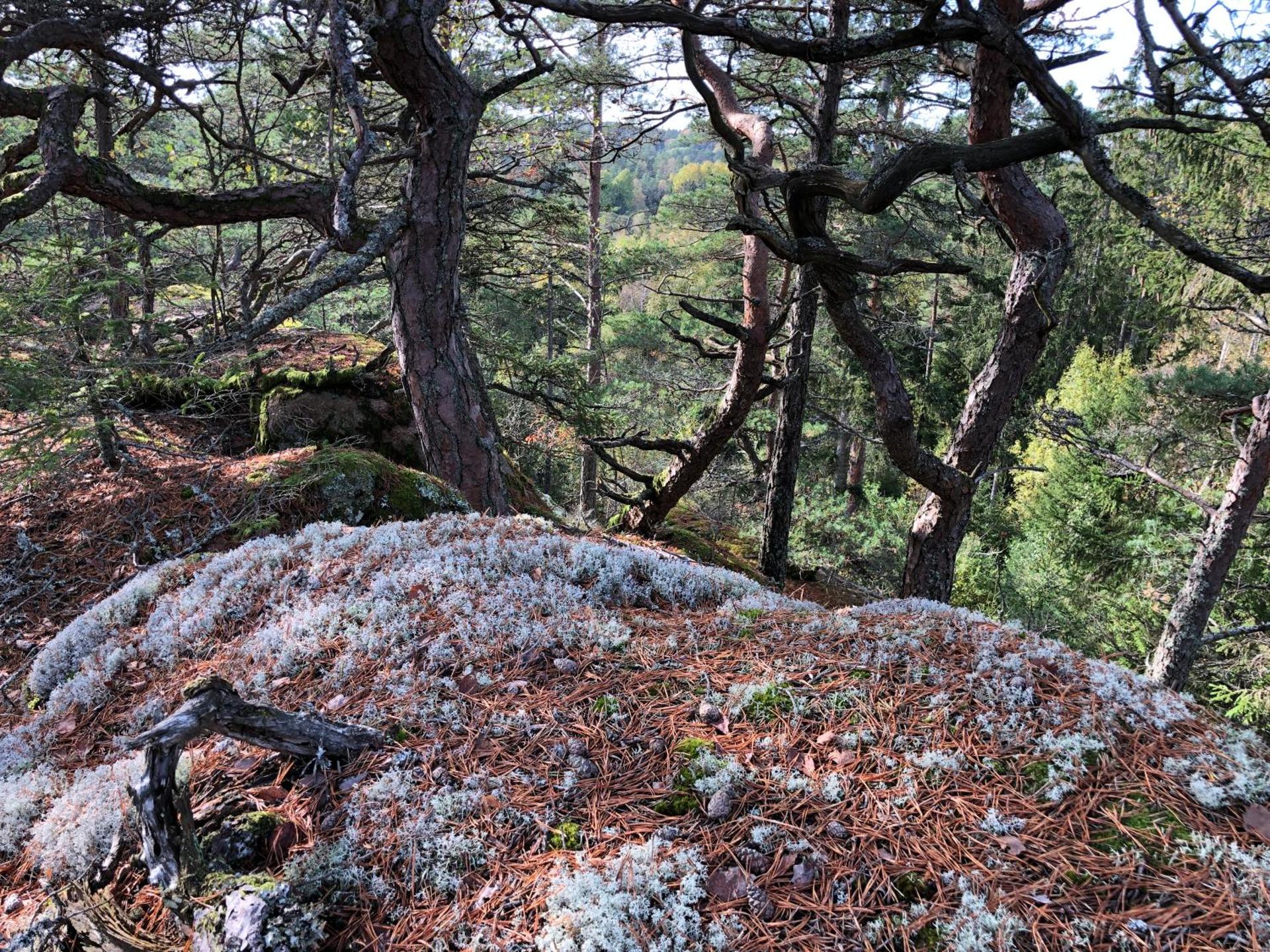 Mysig och modern Stuga på Snögård, nära havet och naturen