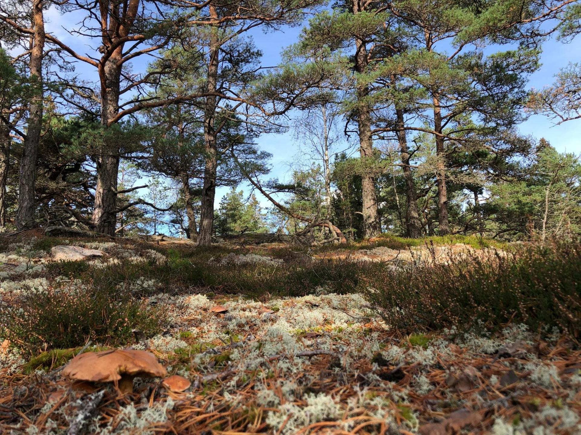 Mysig och modern Stuga på Snögård, nära havet och naturen