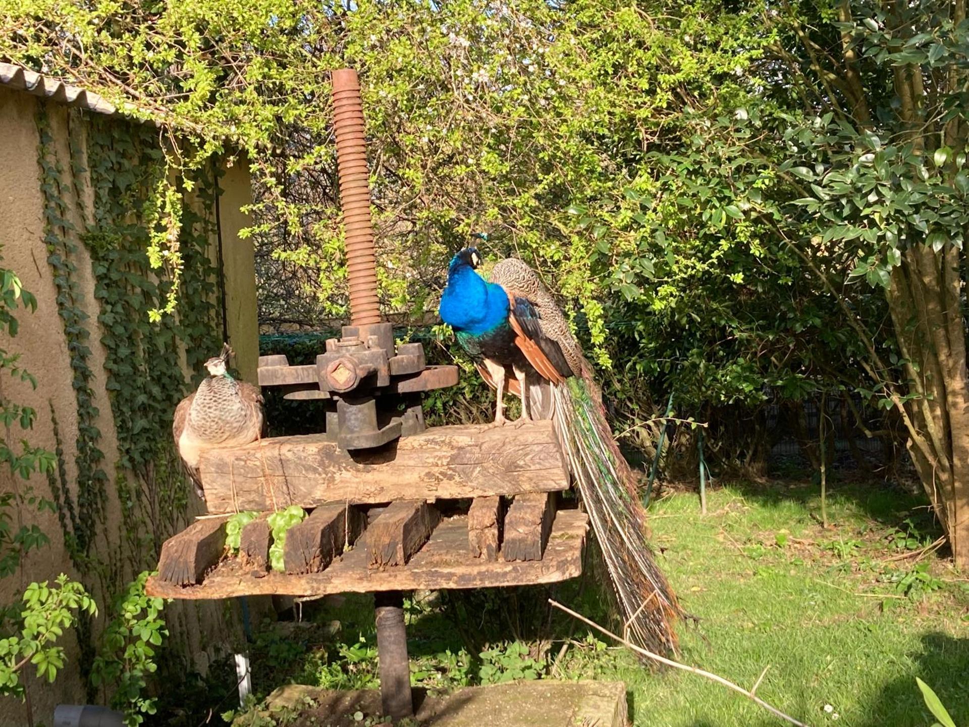 Grand Studio Type Loft