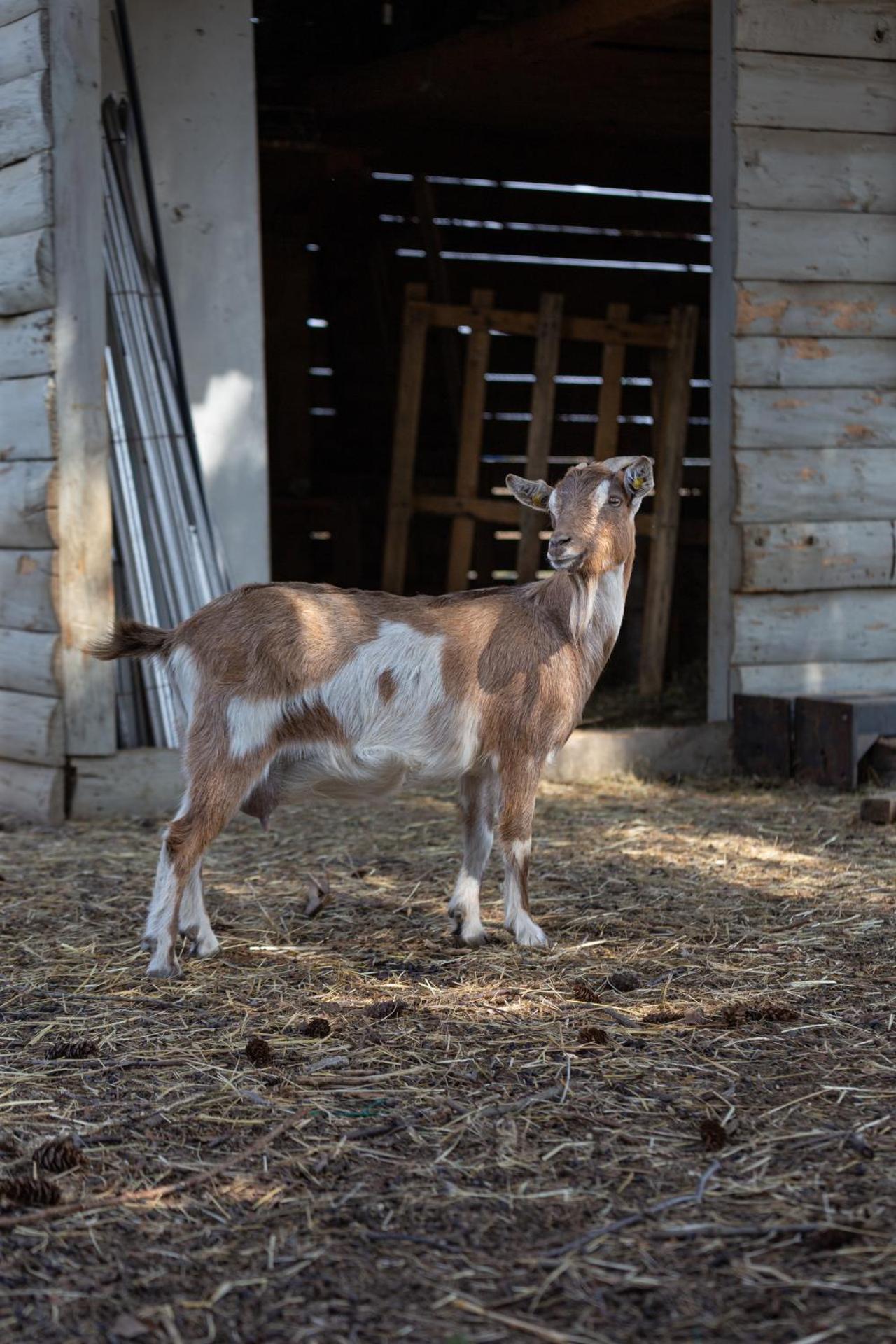Cascina cattabreghetta