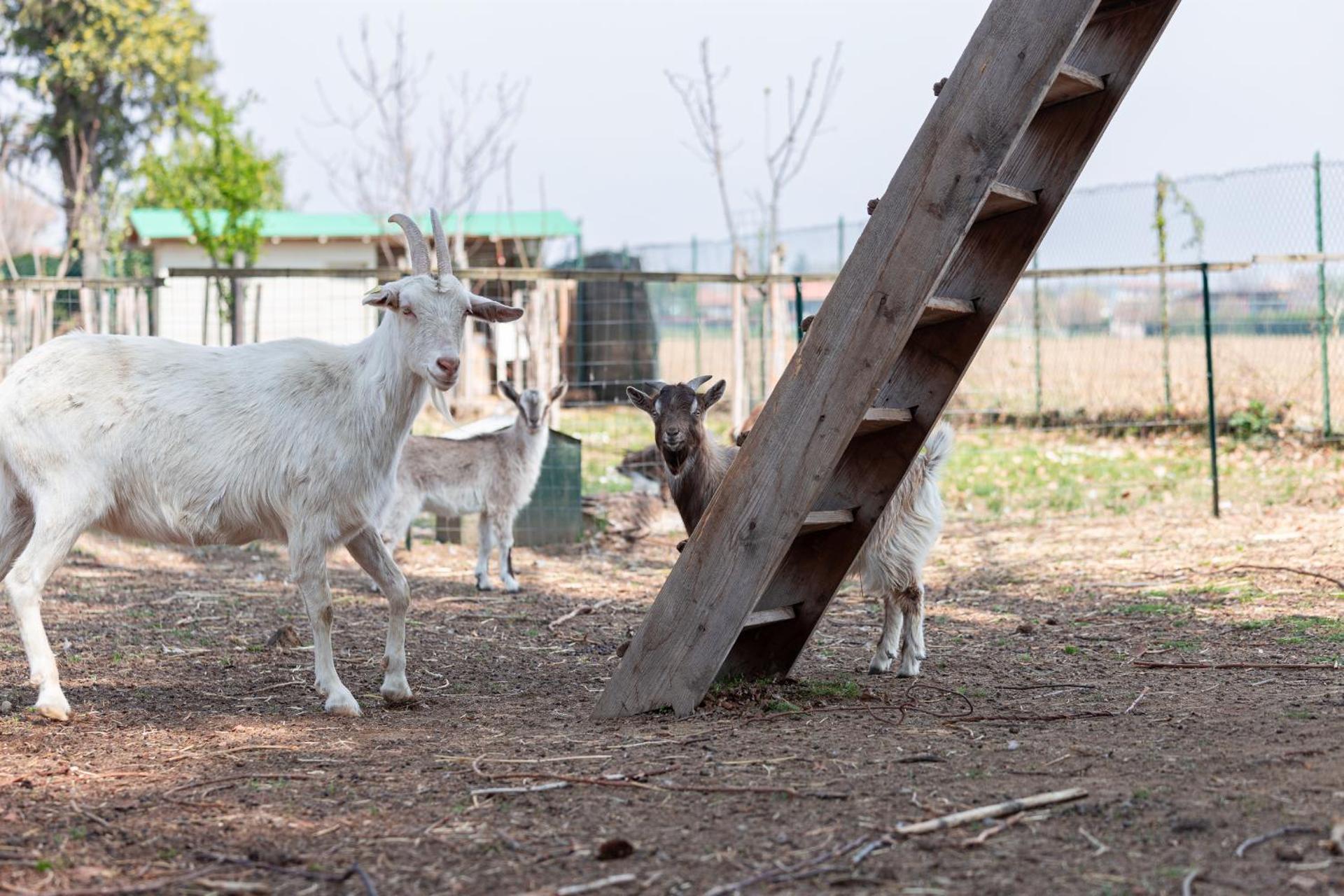 Cascina cattabreghetta