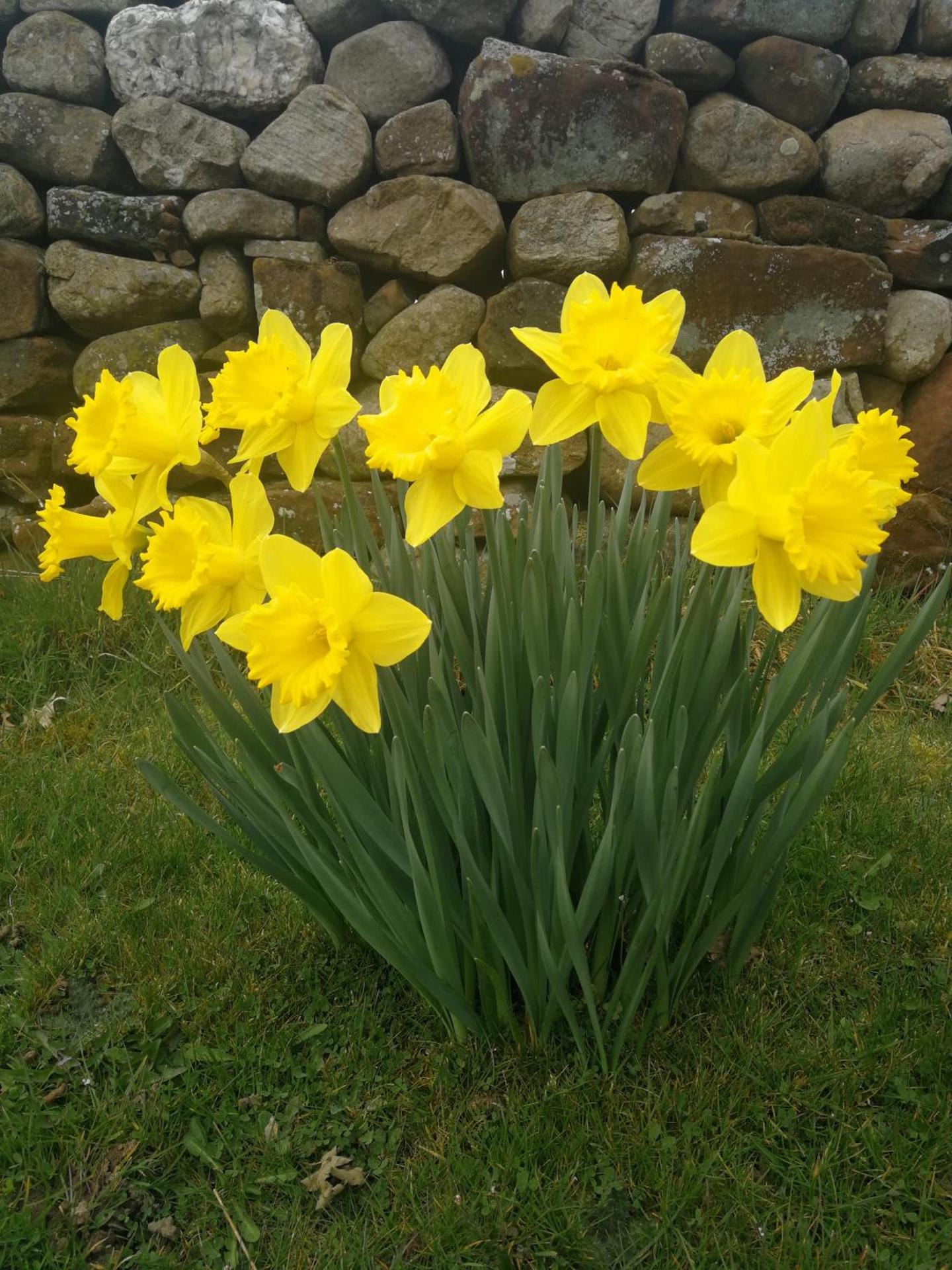 Sunny Mount Glamping Pod