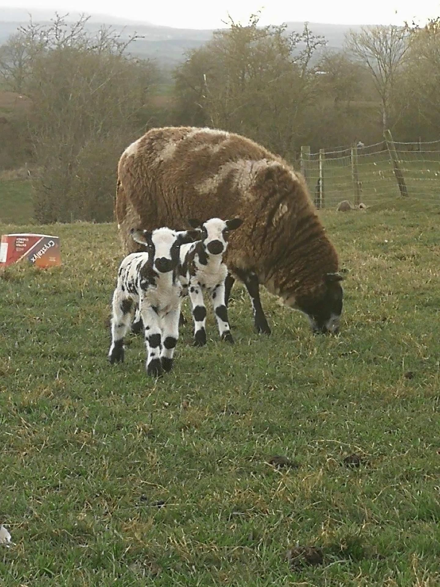Sunny Mount Glamping Pod