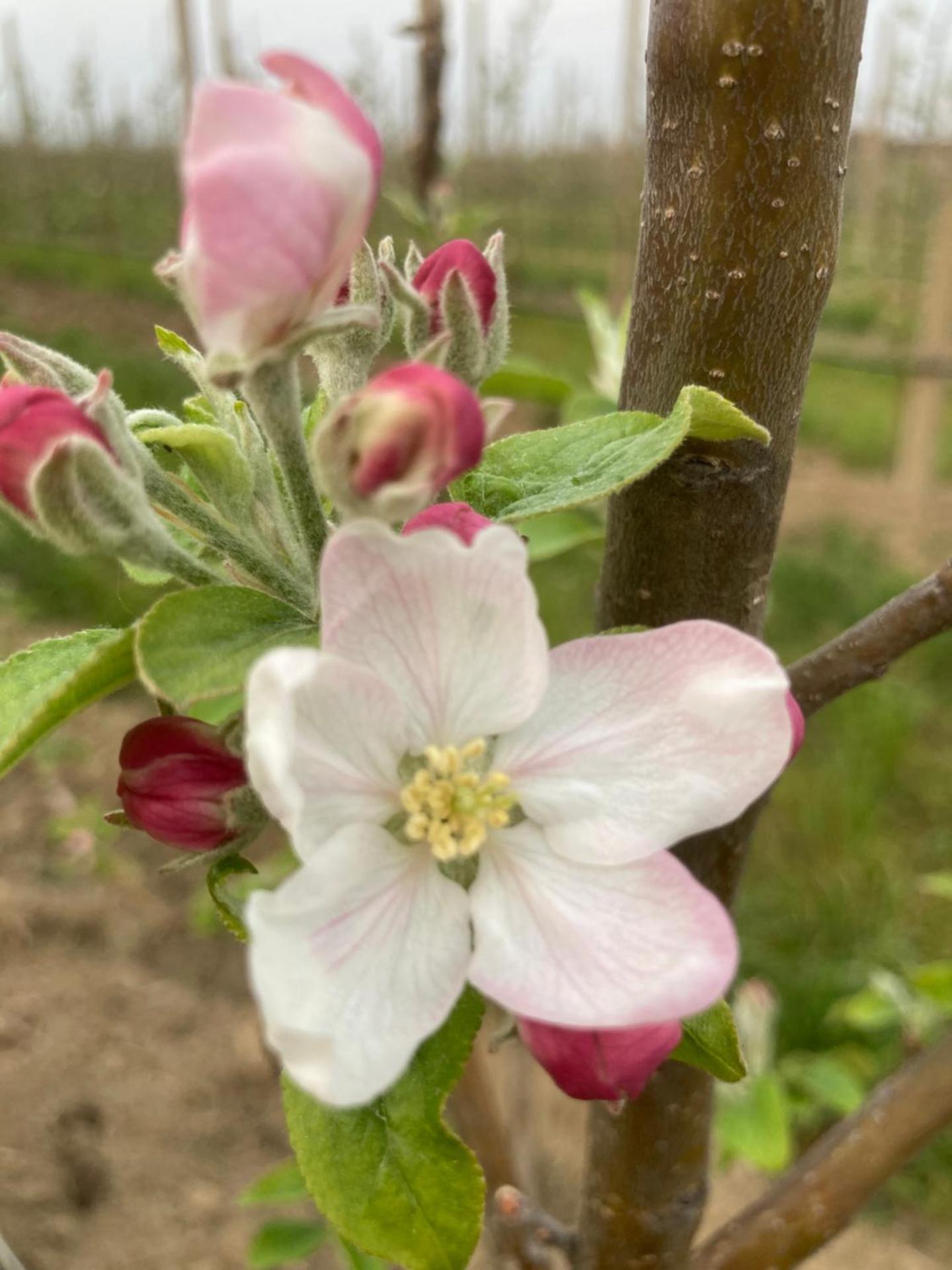 Agrialpi by Salfrutta