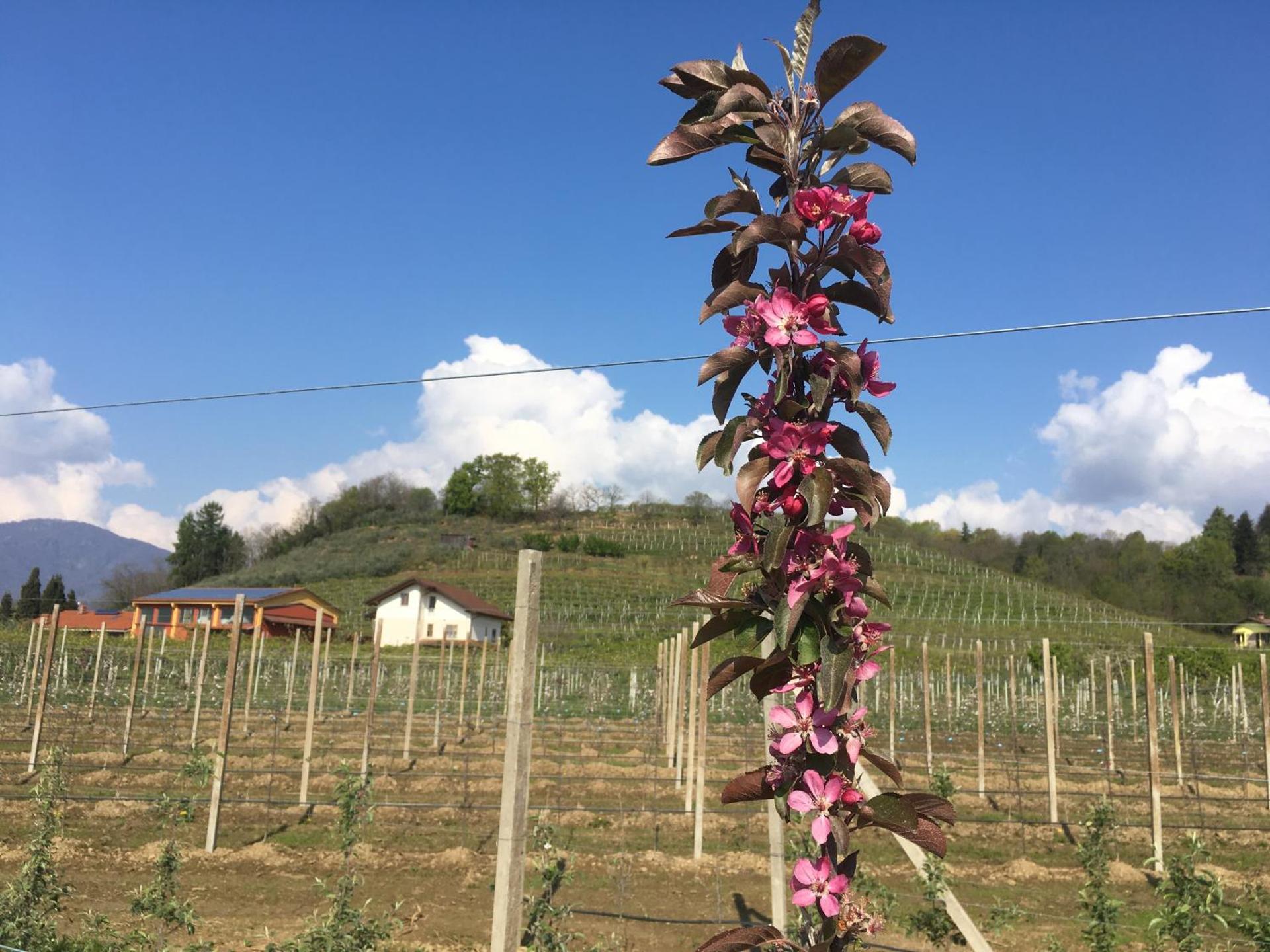 Agrialpi by Salfrutta