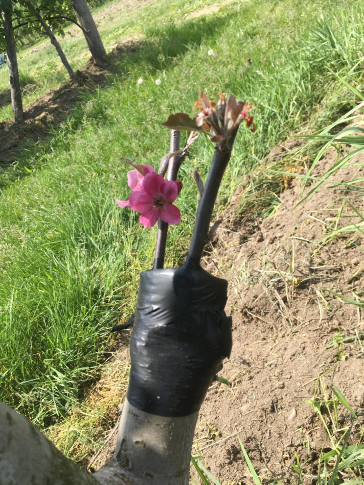 Agrialpi by Salfrutta