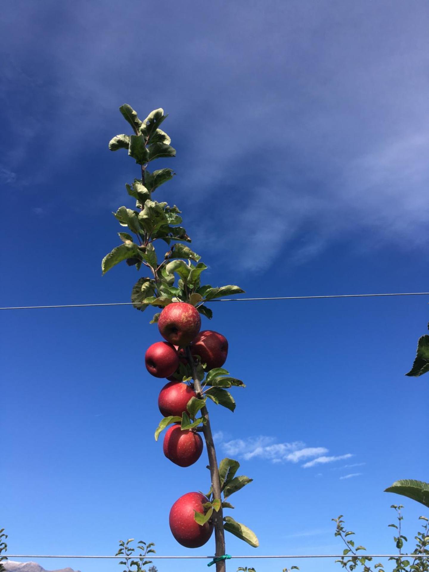 Agrialpi by Salfrutta