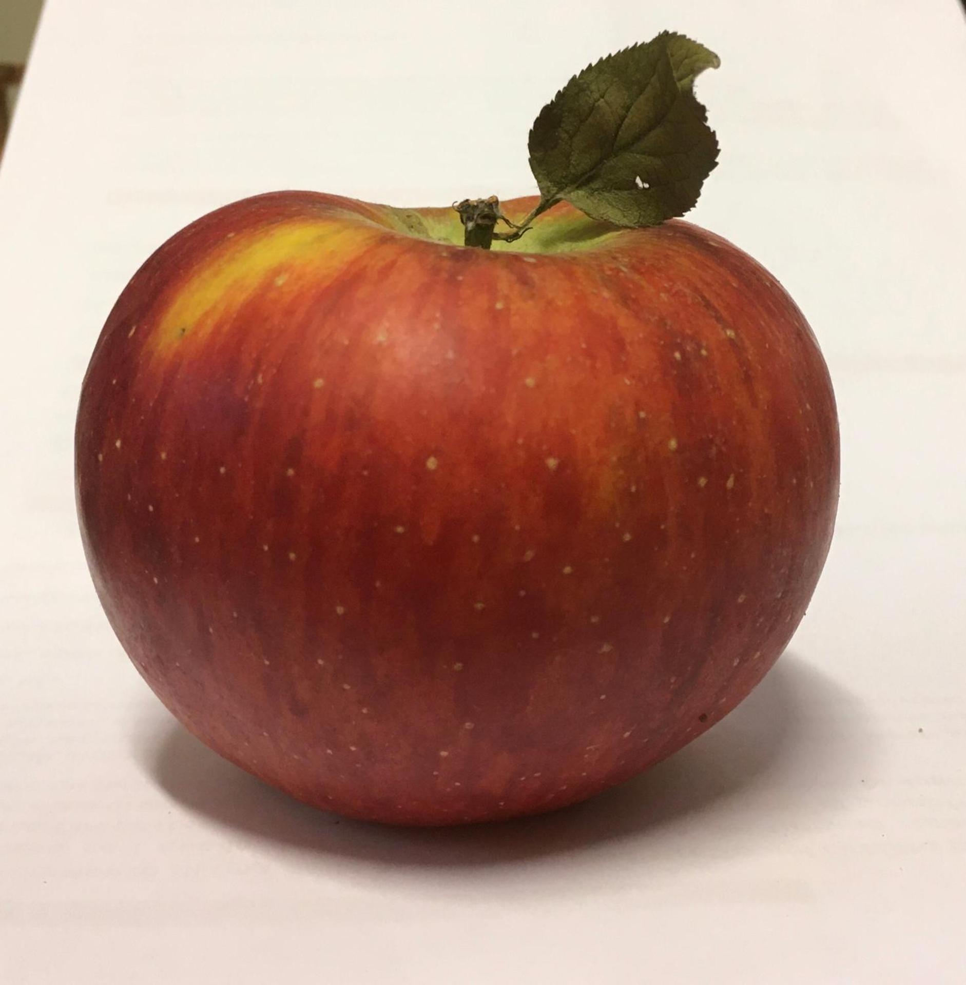 Agrialpi by Salfrutta