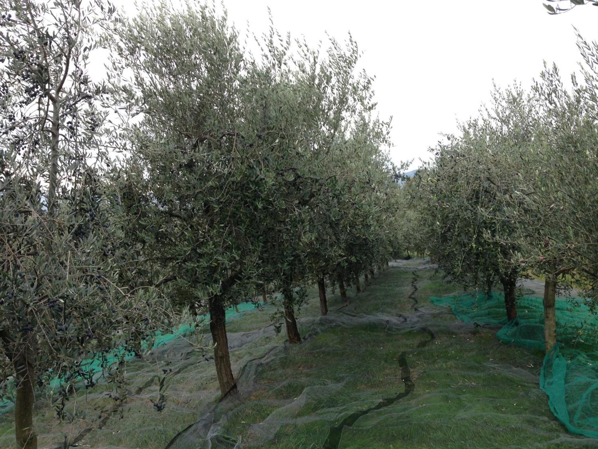 Agrialpi by Salfrutta