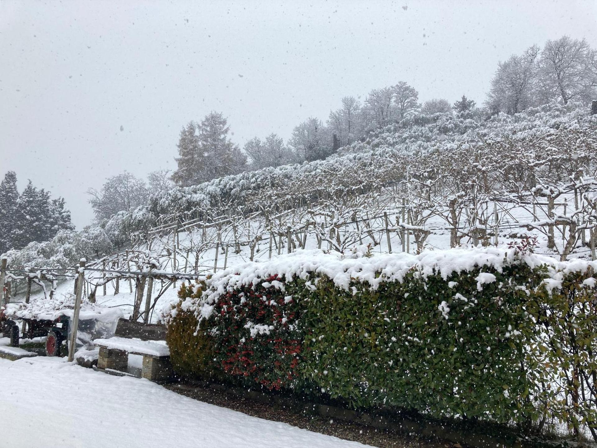 Agrialpi by Salfrutta