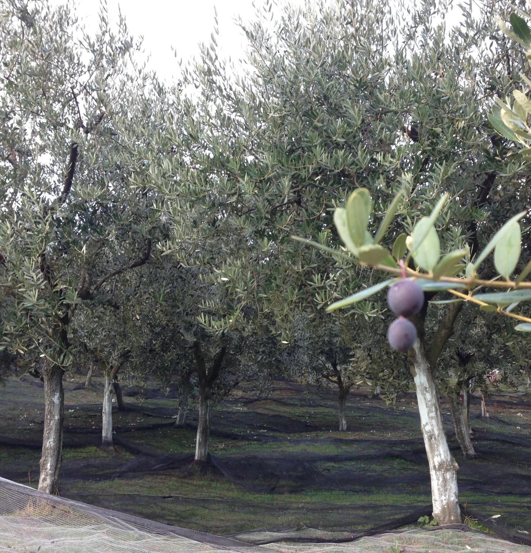 Agrialpi by Salfrutta