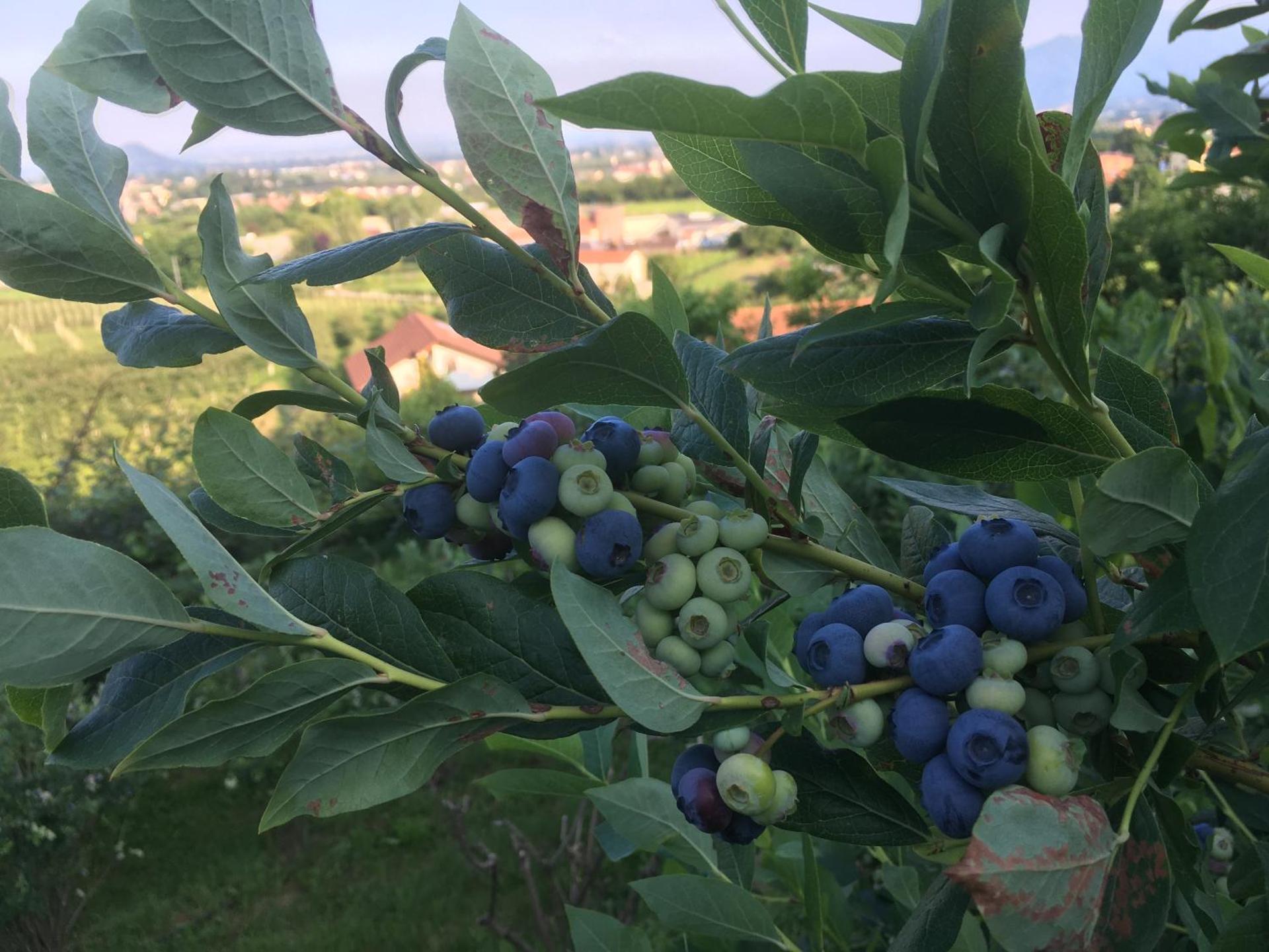 Agrialpi by Salfrutta