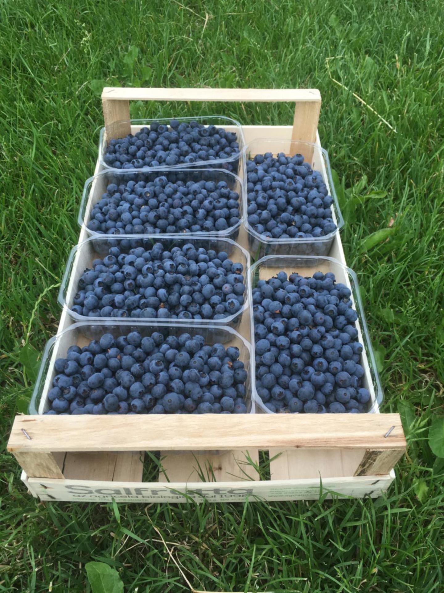 Agrialpi by Salfrutta