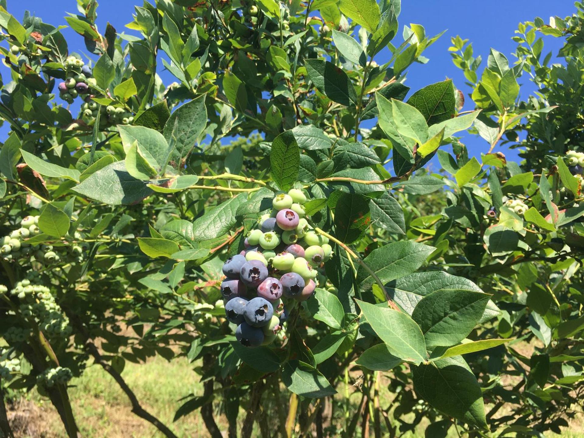 Agrialpi by Salfrutta