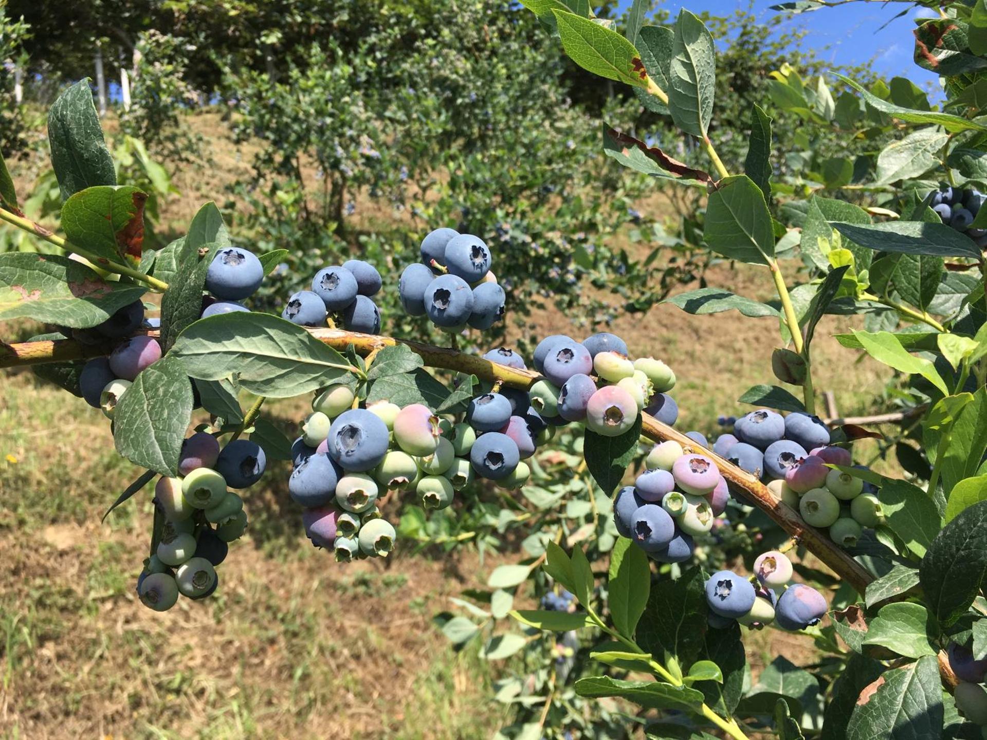 Agrialpi by Salfrutta