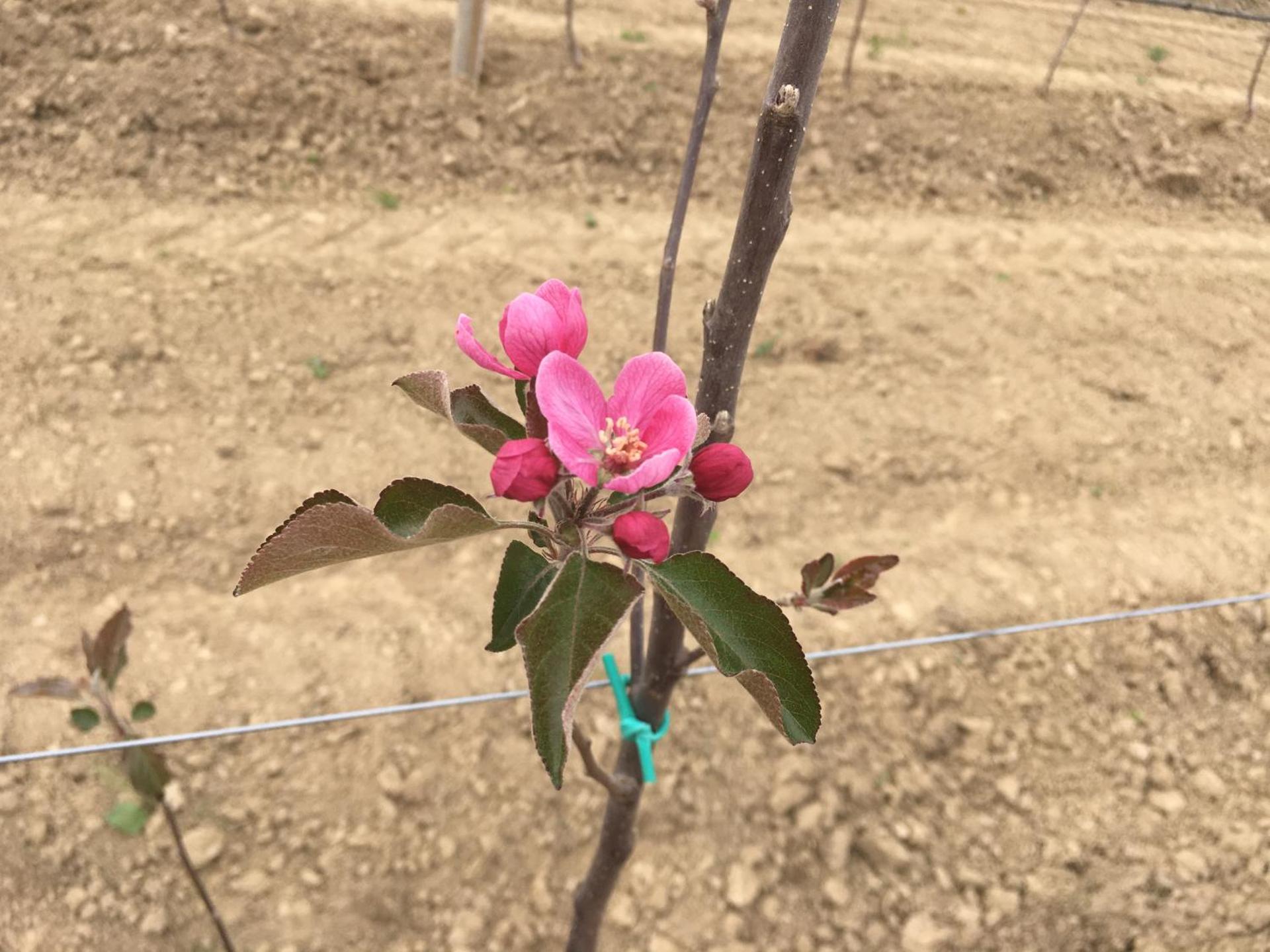 Agrialpi by Salfrutta