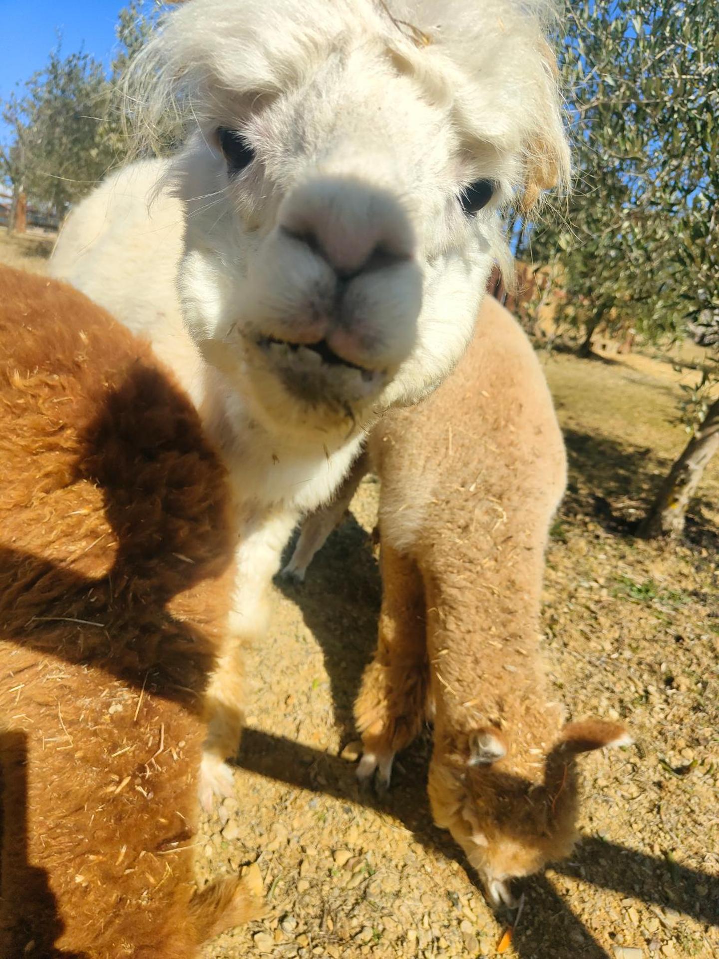 La Limonaia Country House