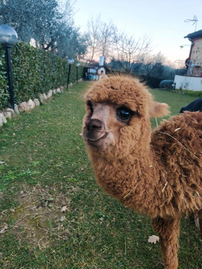 La Limonaia Country House