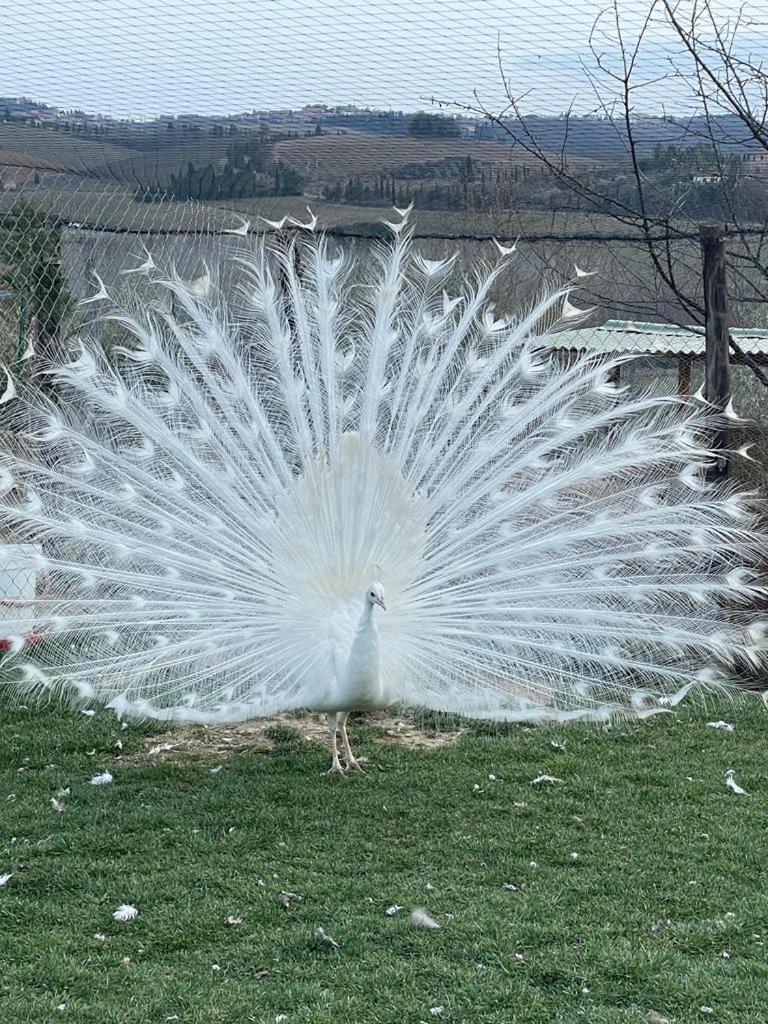 La Limonaia Country House