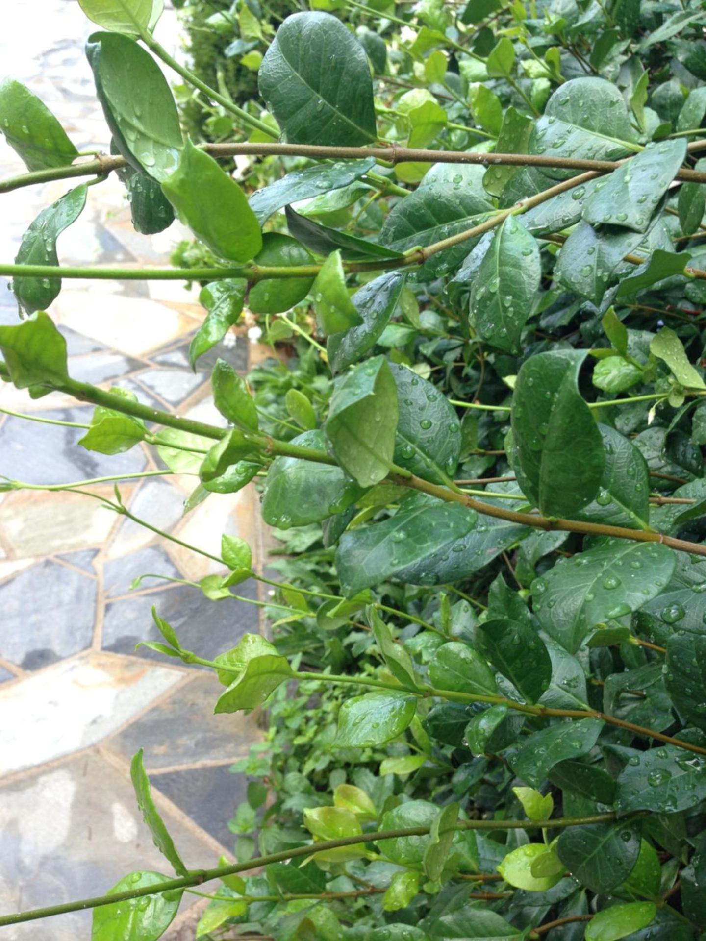 Naiada Apartments Milina