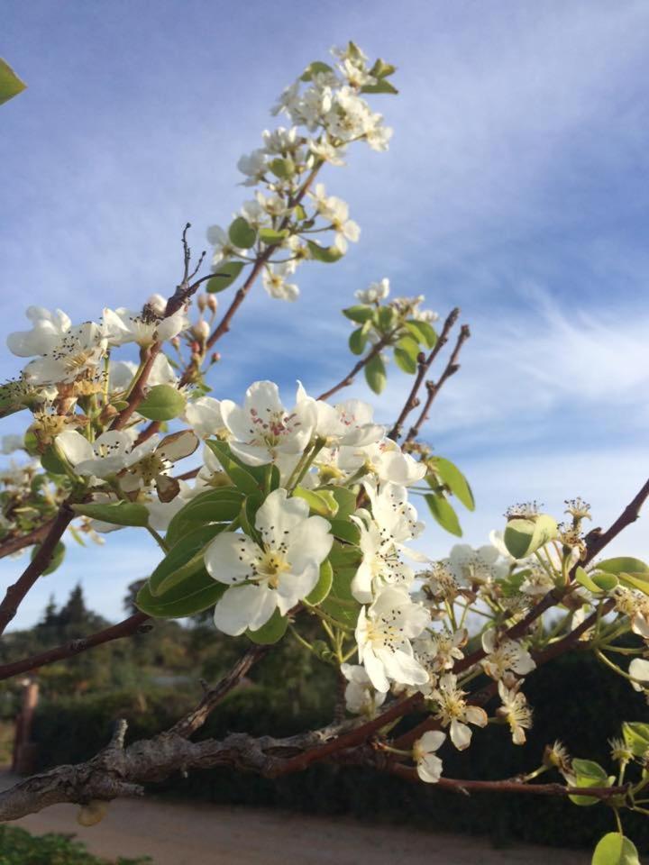 Makarounis Athanasios Traditional Apartments(Ξενώνας)