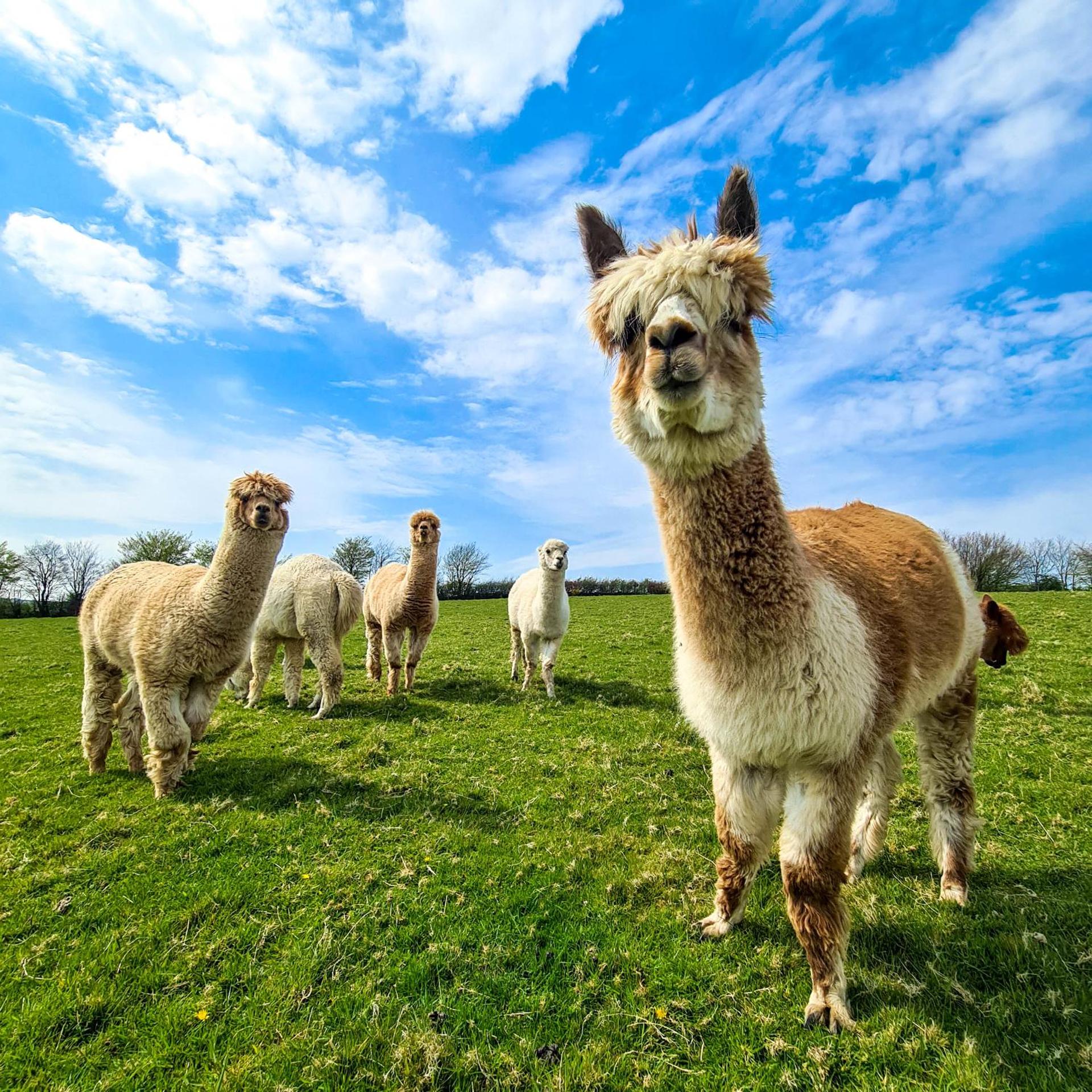 Ta Mill Cottages & Lodges - Pump Cottage