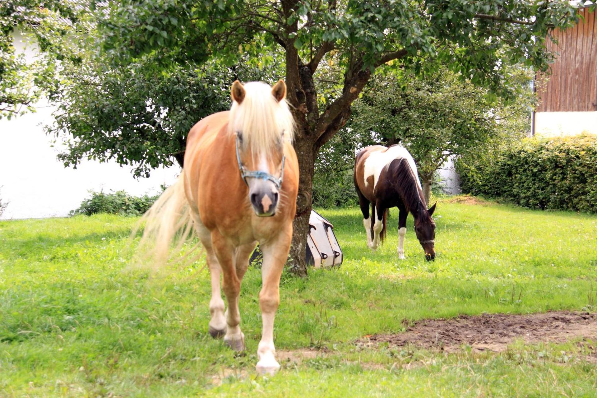Hotel-Gasthof Zum Oberen Wirt