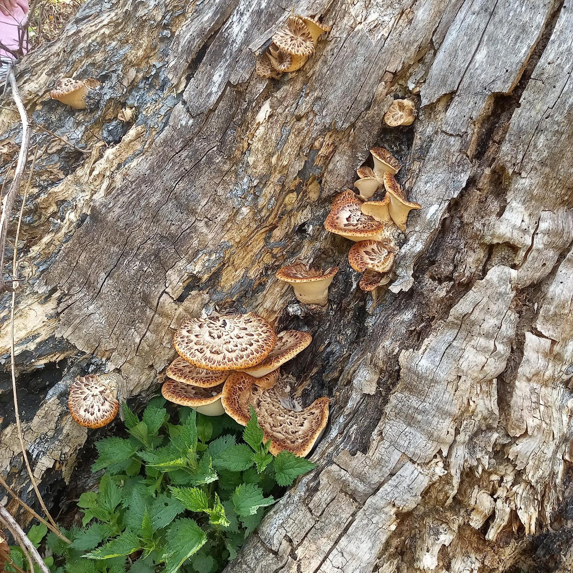 Pensiunea Agroturistica Alexandra