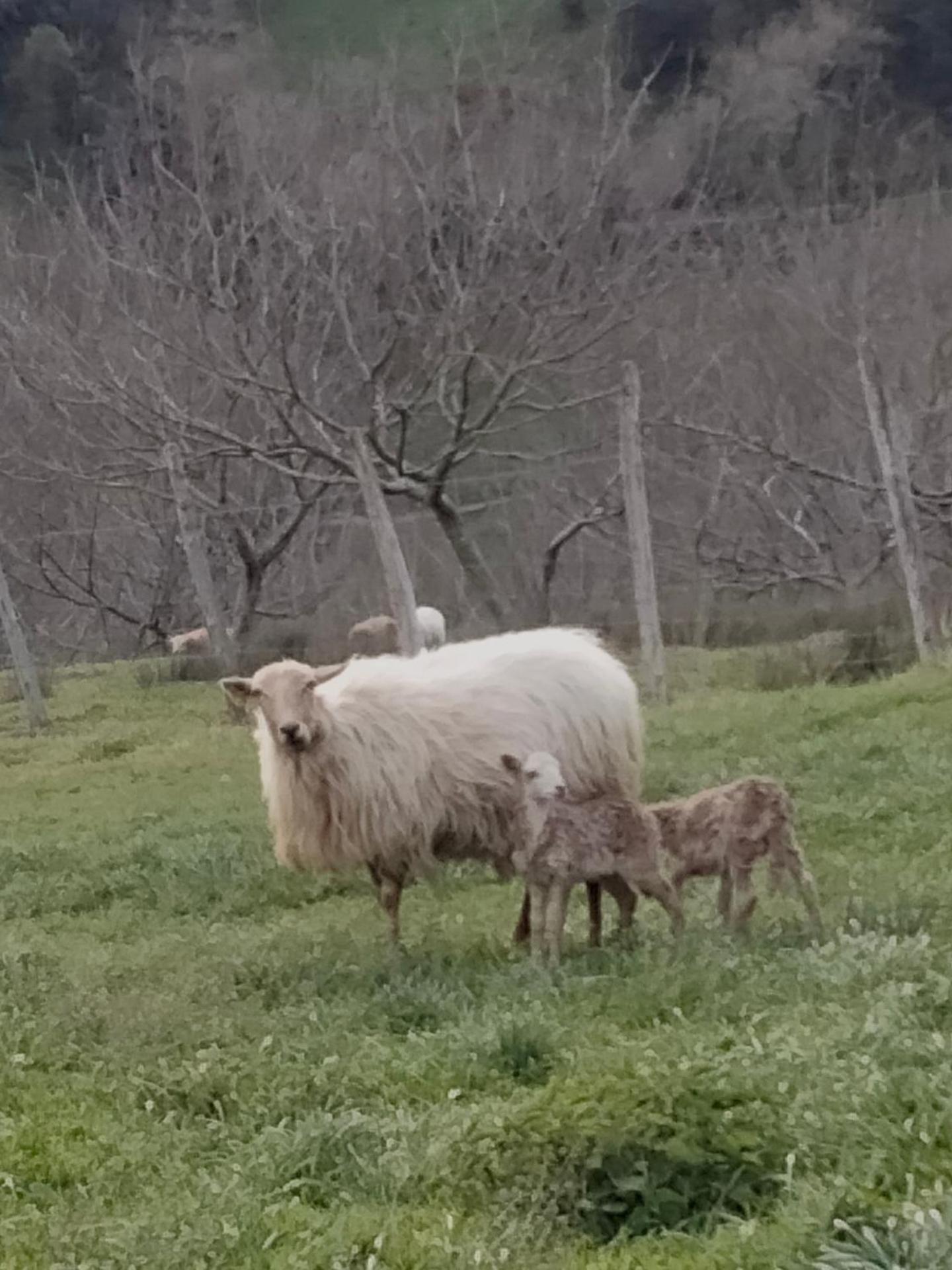 Agroturismo Erlete Goikoa -ESTAMOS EN EL CAMINO DE SANTIAGO -WE ARE ON THE CAMINO DE SANTIAGO