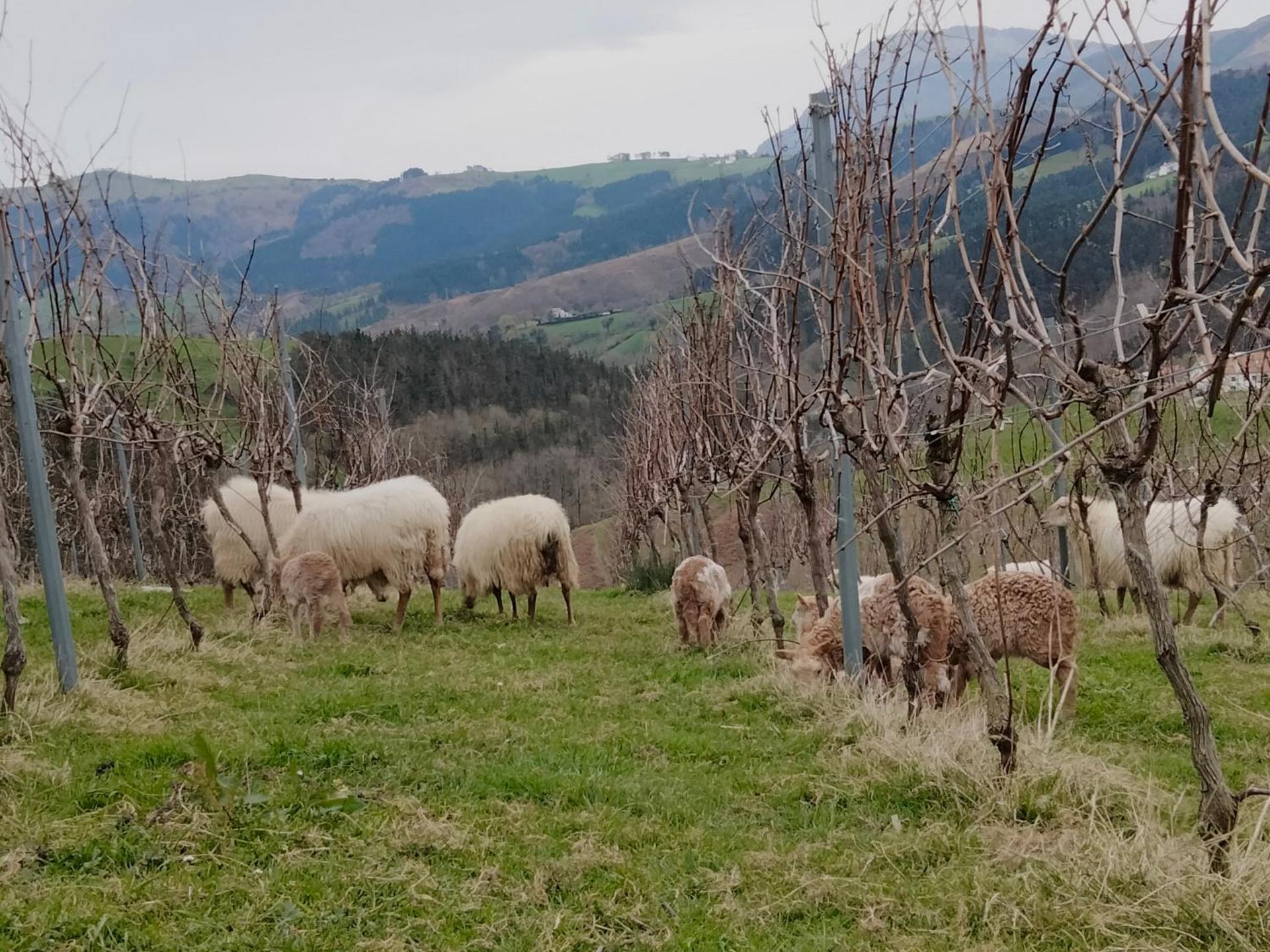 Agroturismo Erlete Goikoa -ESTAMOS EN EL CAMINO DE SANTIAGO -WE ARE ON THE CAMINO DE SANTIAGO