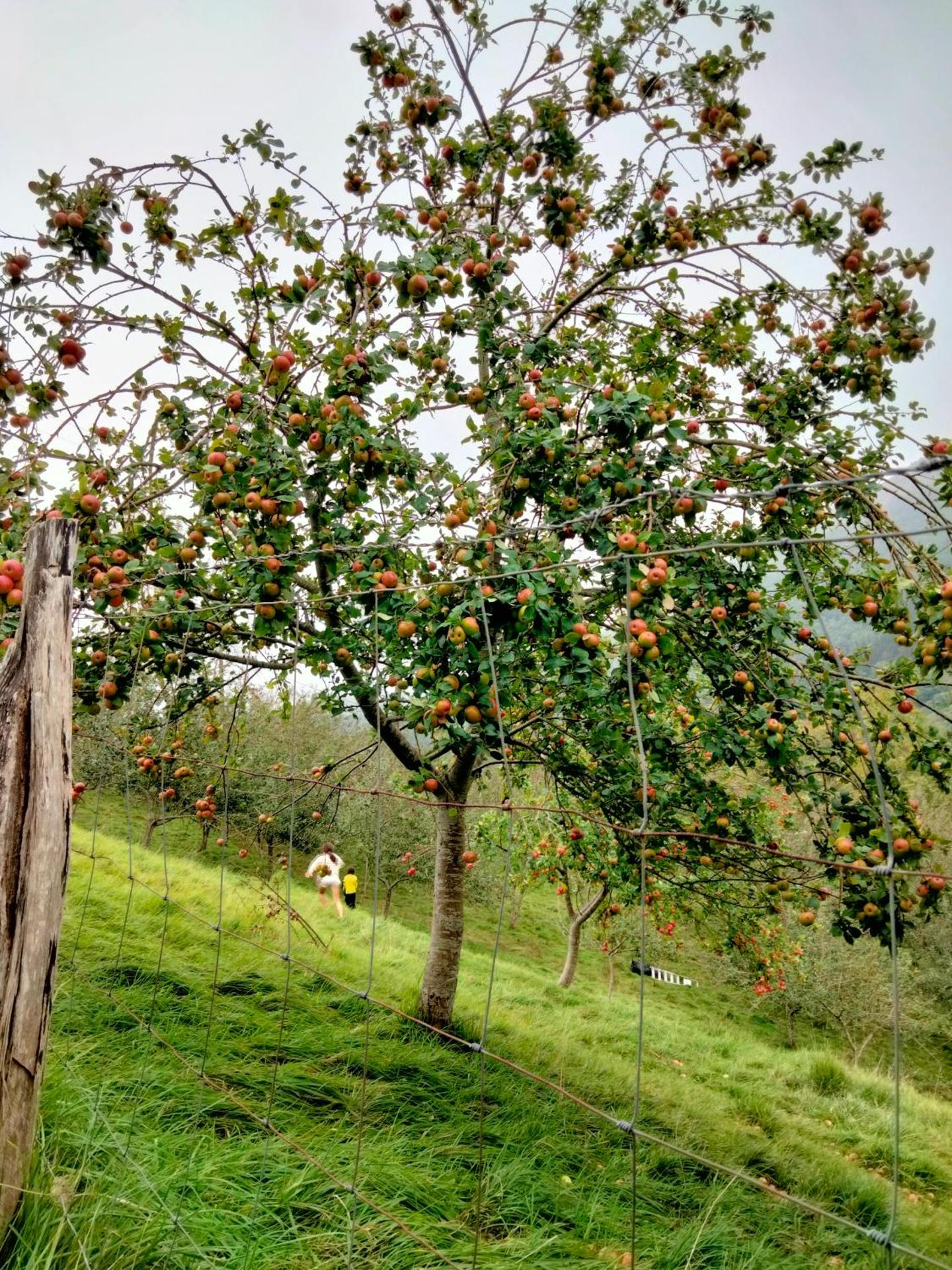 Agroturismo Erlete Goikoa -ESTAMOS EN EL CAMINO DE SANTIAGO -WE ARE ON THE CAMINO DE SANTIAGO