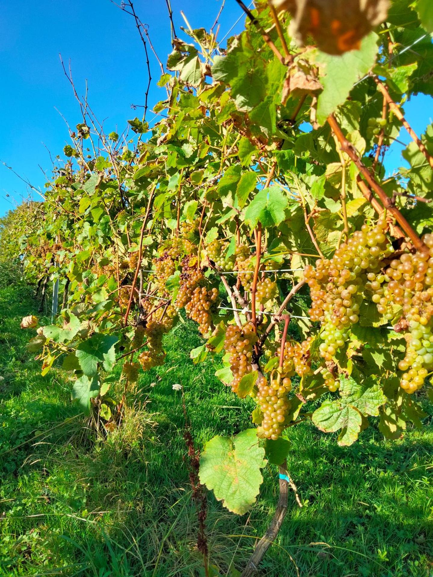 Agroturismo Erlete Goikoa -ESTAMOS EN EL CAMINO DE SANTIAGO -WE ARE ON THE CAMINO DE SANTIAGO
