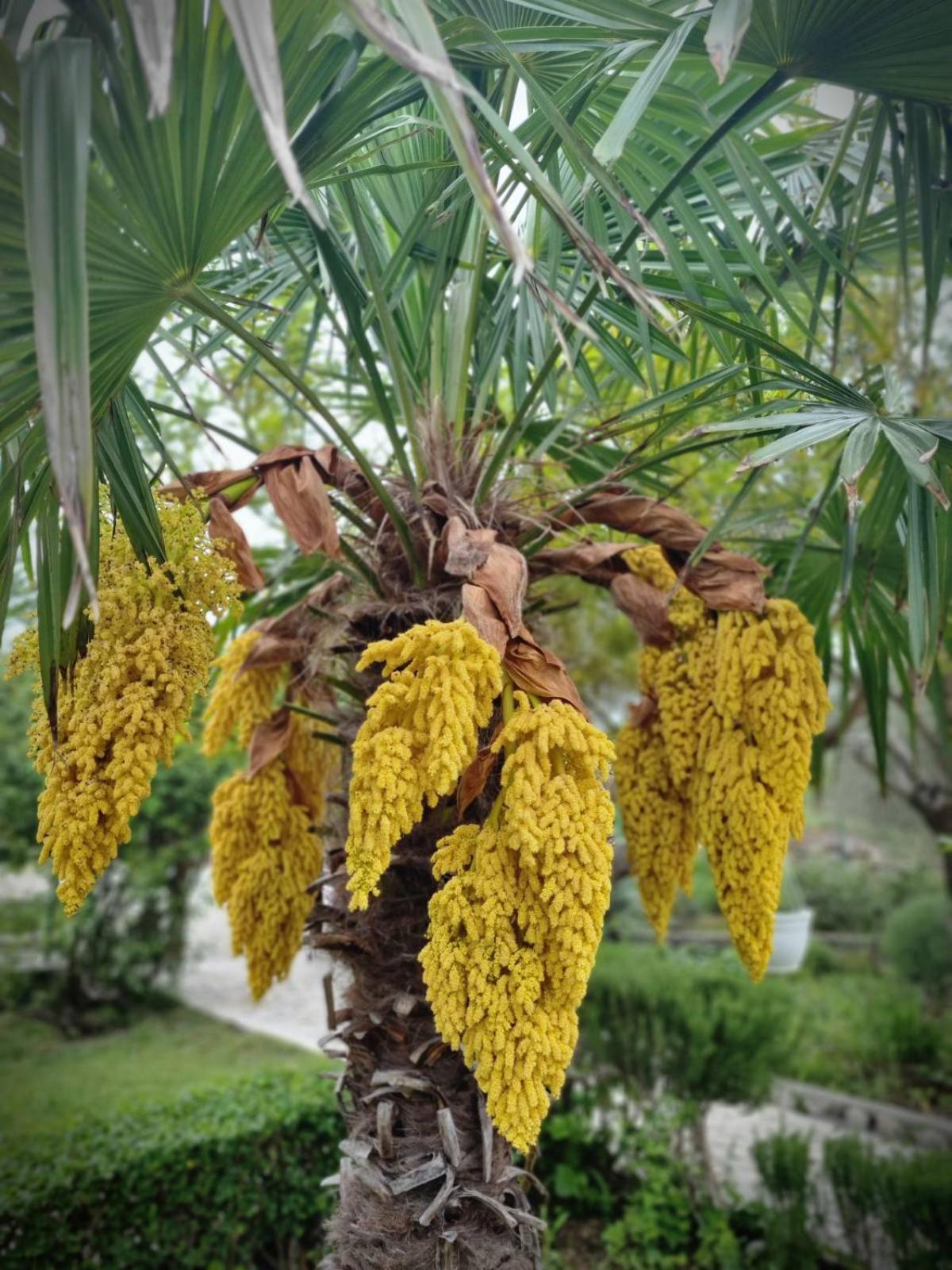 Apartments Dumencic Rab