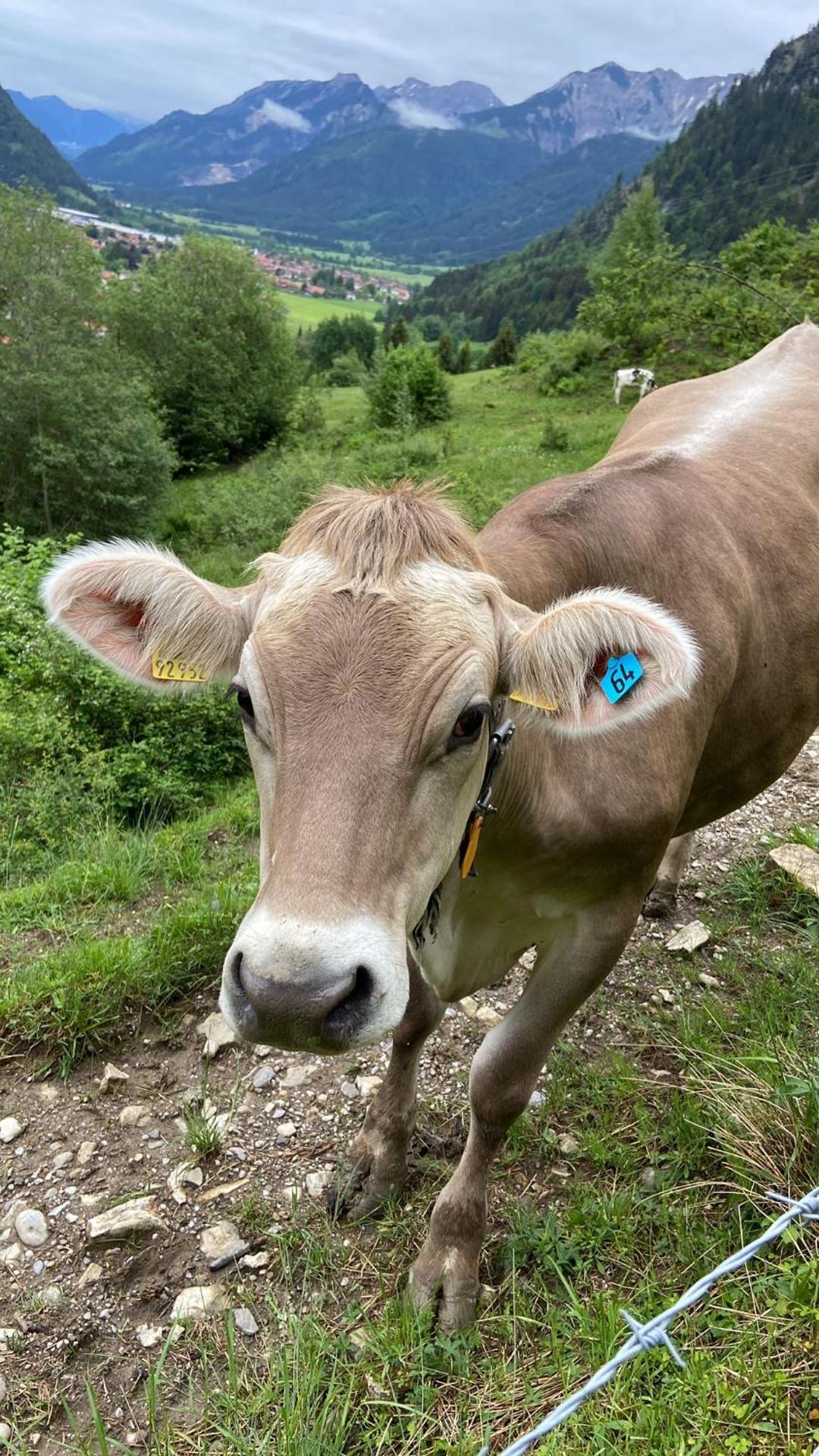 Sunrise Belvedere Pfronten