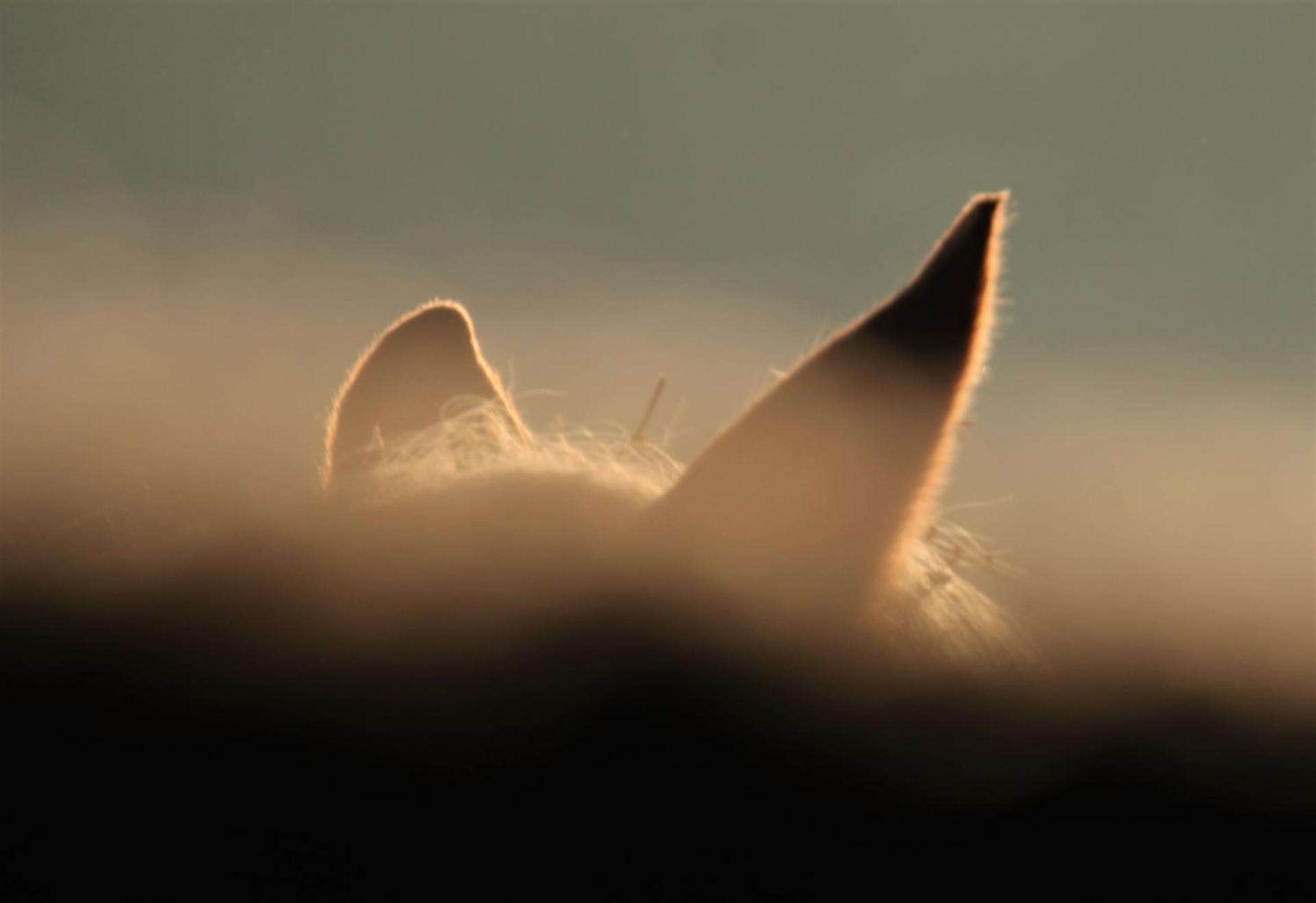 Gîte de bien-être de la symphonie du vivant