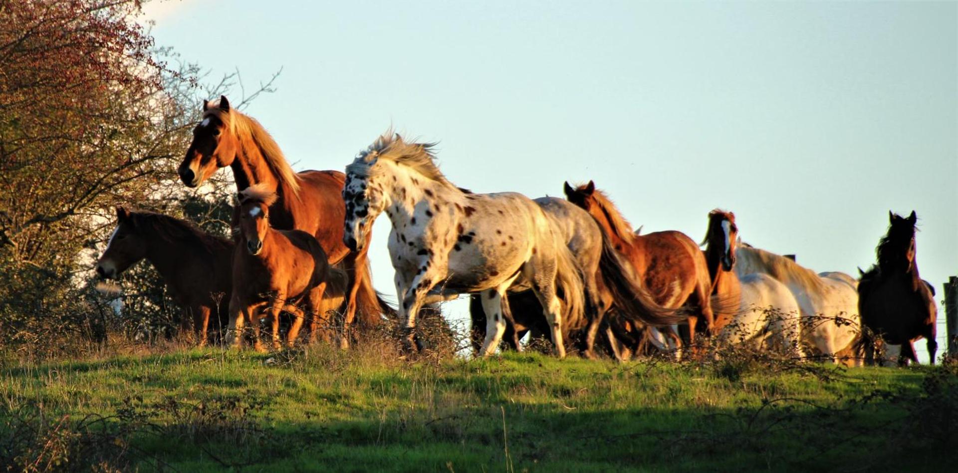 Gîte de bien-être de la symphonie du vivant