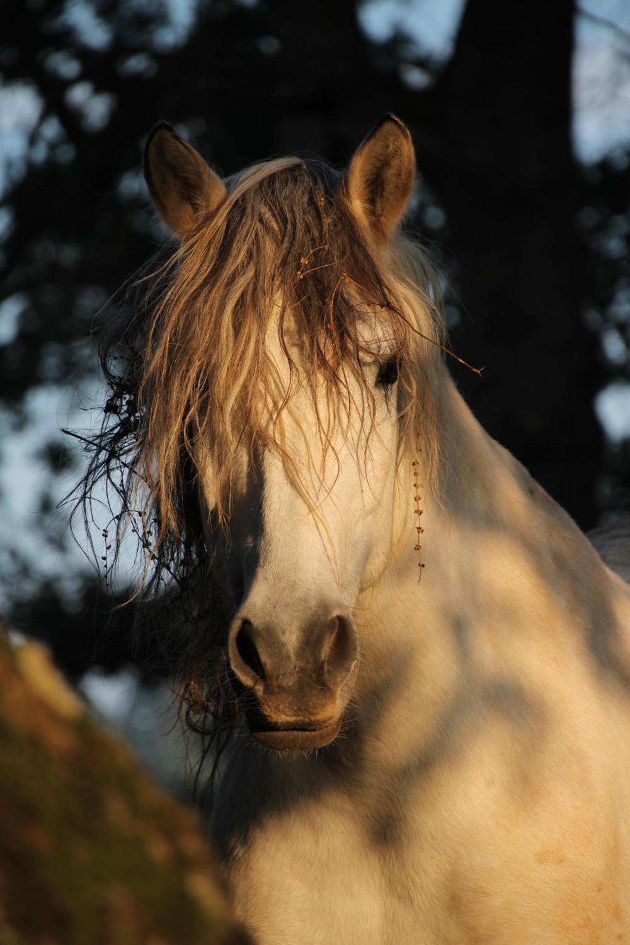 Gîte de bien-être de la symphonie du vivant
