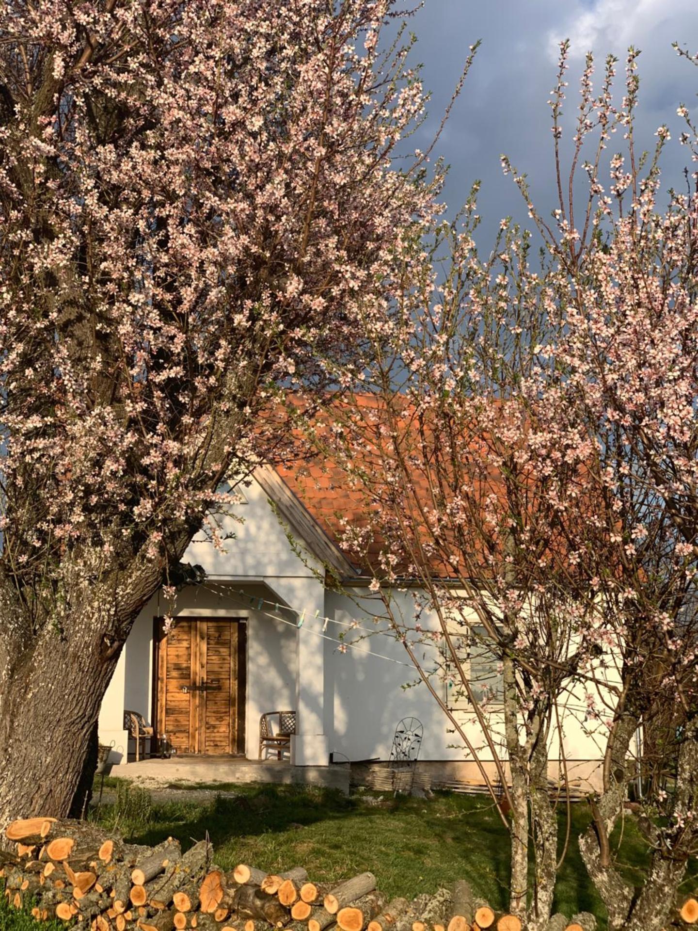 Kiskacsa Nyúlontúl