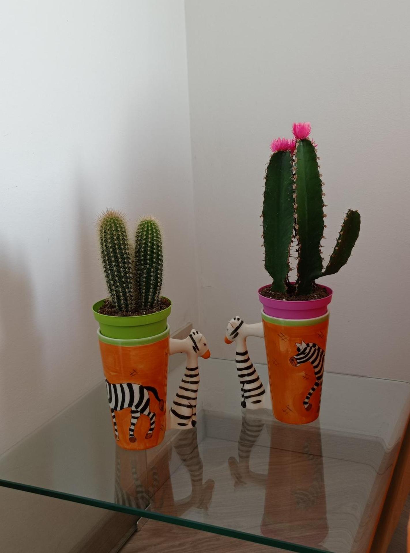 AlisHome City Centre-Beach-Ariston-Casino