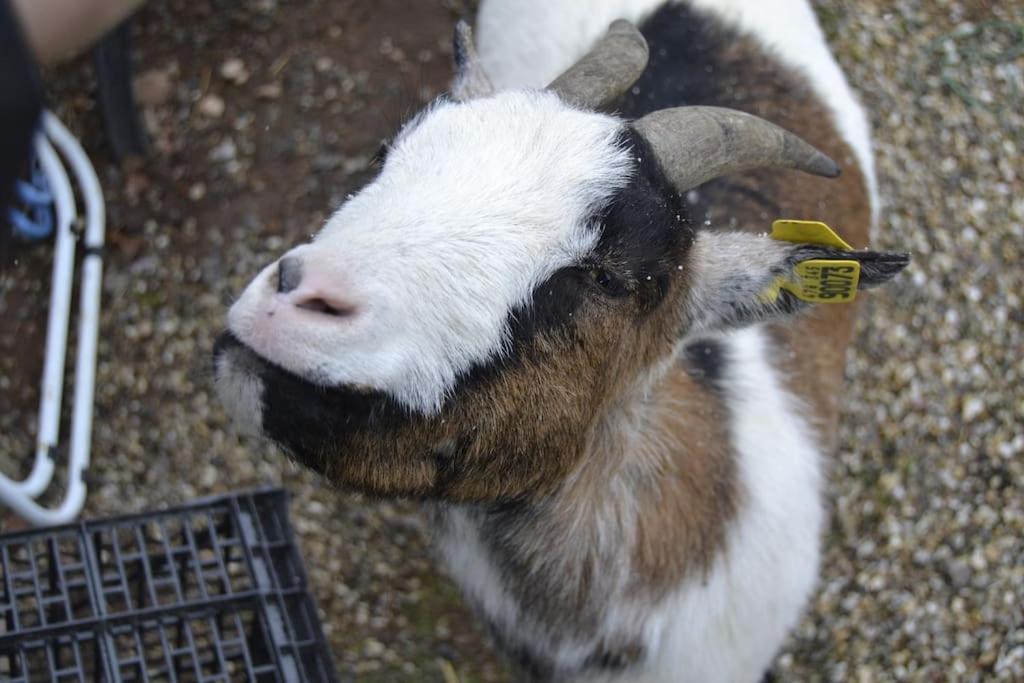 Gite HANSEL de la Ferme du Schneeberg