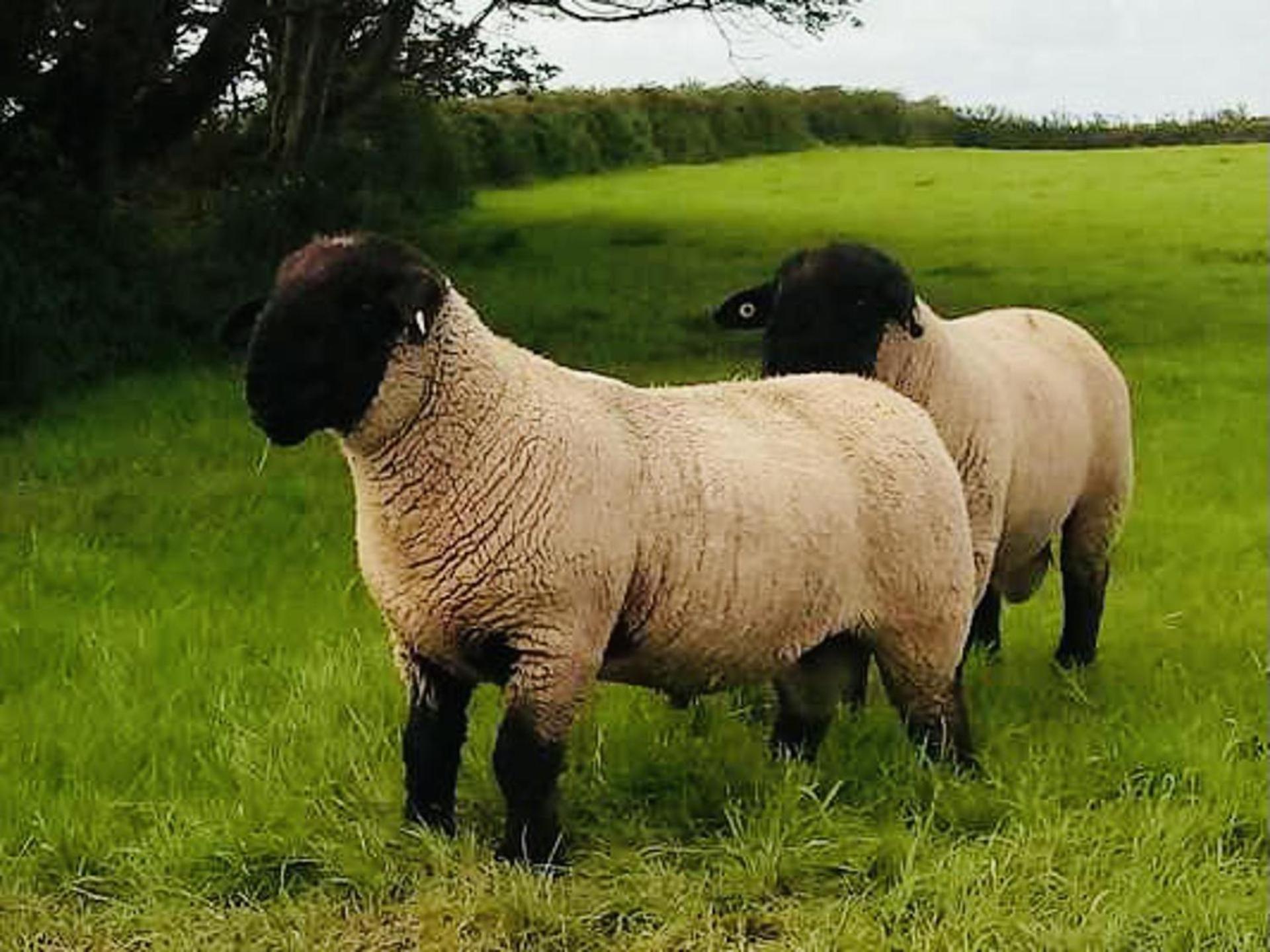 The Snuggly Sheep Shepherd Hut Campview Farm Stay