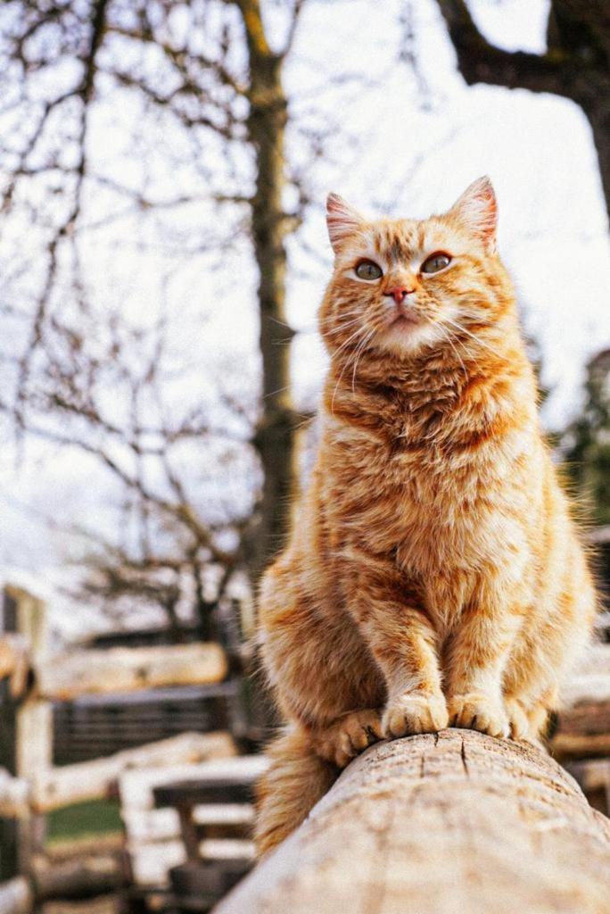 Andis Reiterstüberl, Rainweg 1 , 9311 Überfeld