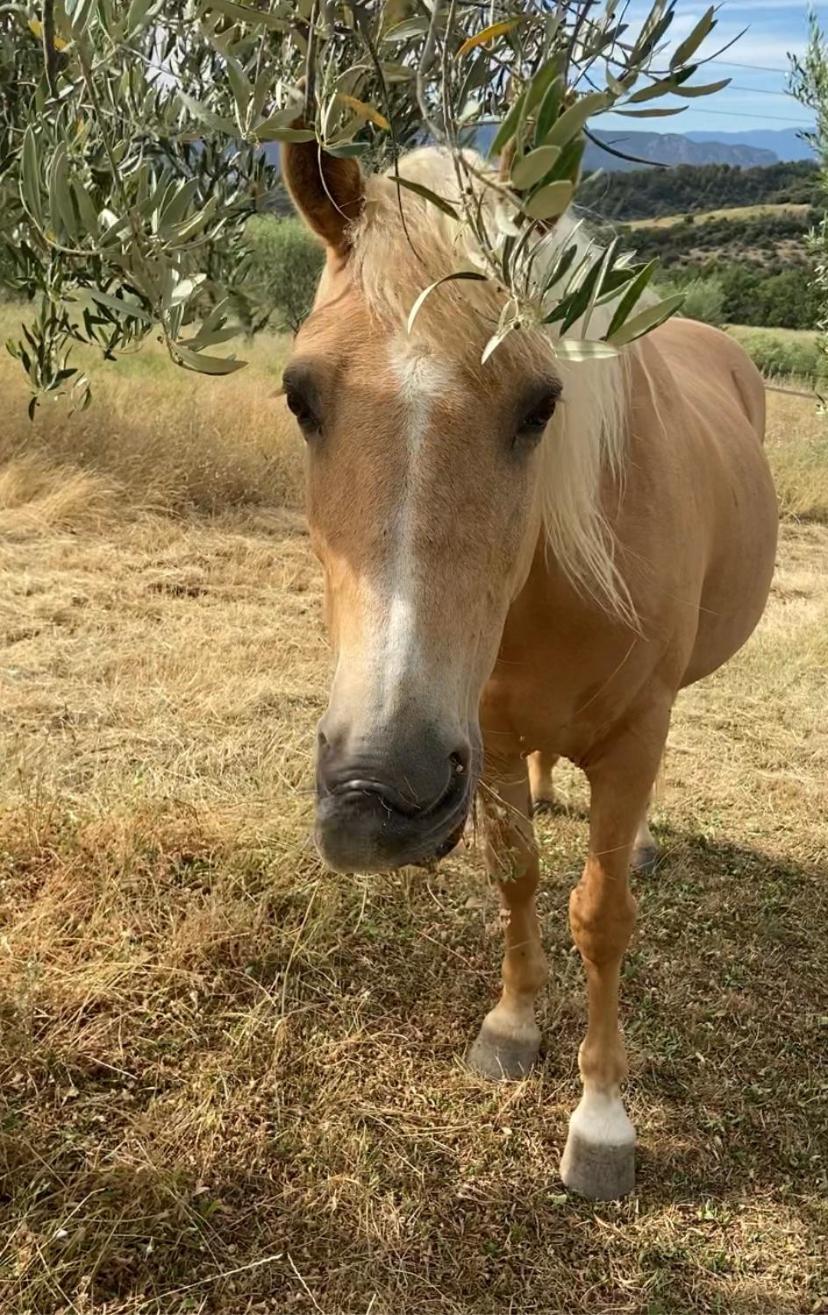 Lodge - Le Clos Devançon