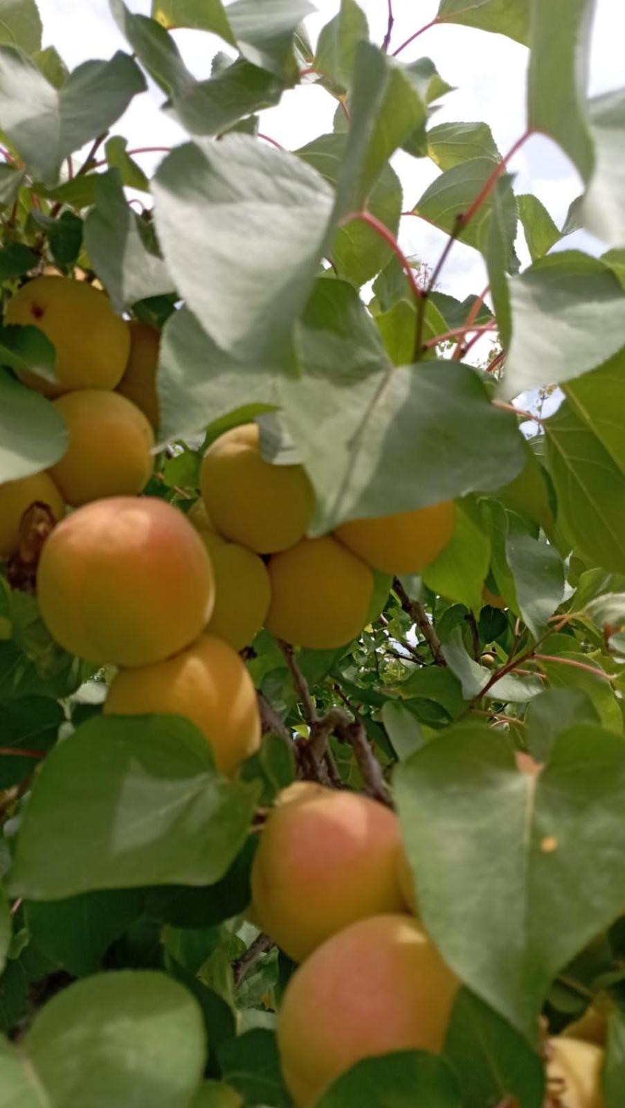 Aνεξάρτητη παραδοσιακή πέτρινη κατοικία