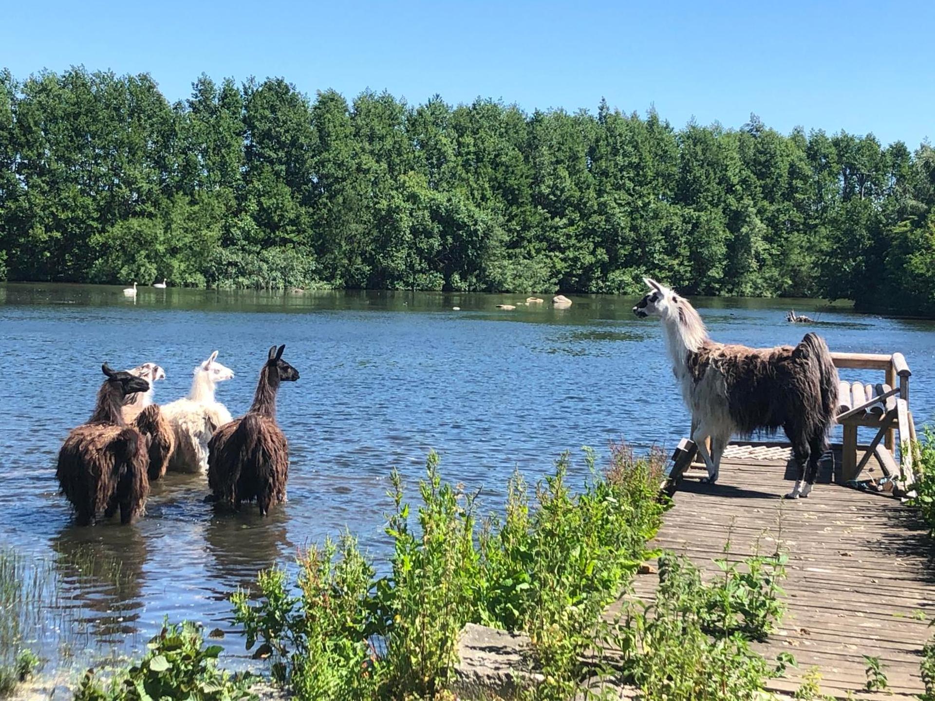 Cottage on unique farm
