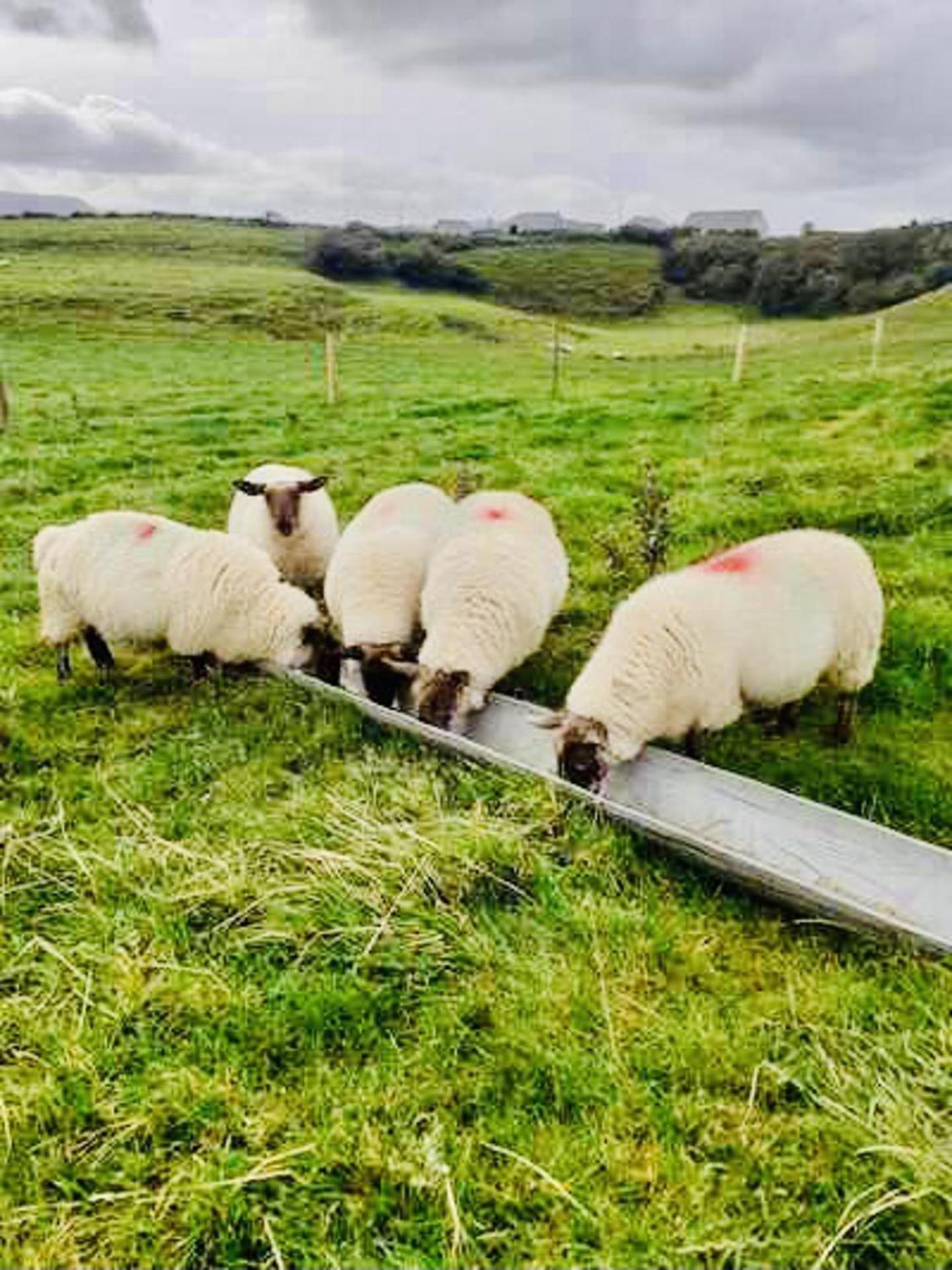 The Snuggly Sheep Shepherd Hut Campview Farm Stay