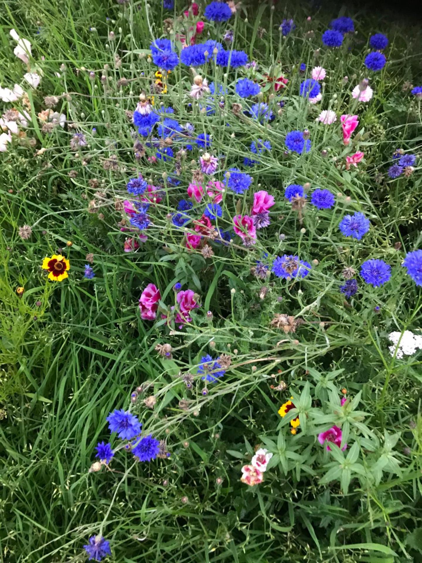 The Snuggly Sheep Shepherd Hut Campview Farm Stay