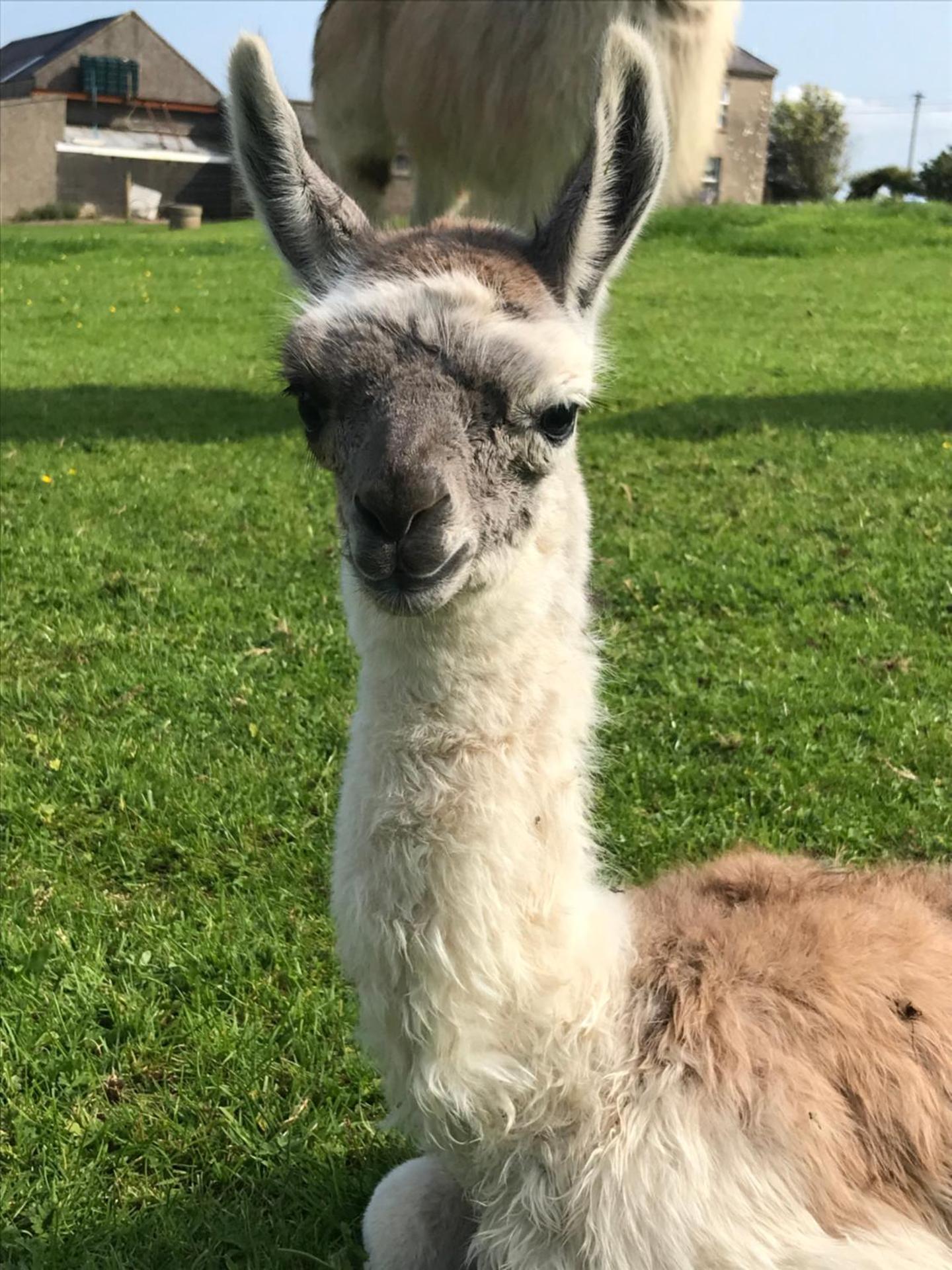 The Lazy Llama Shepherd Hut Campview Farm Stay