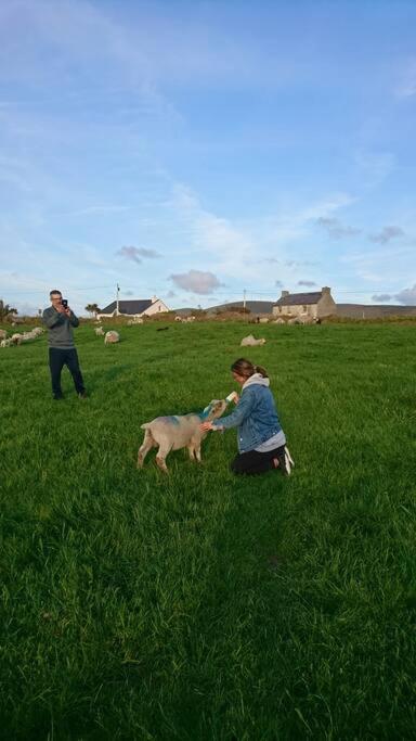 Skellig View Bluebell Rose & The Kerry Cliffs